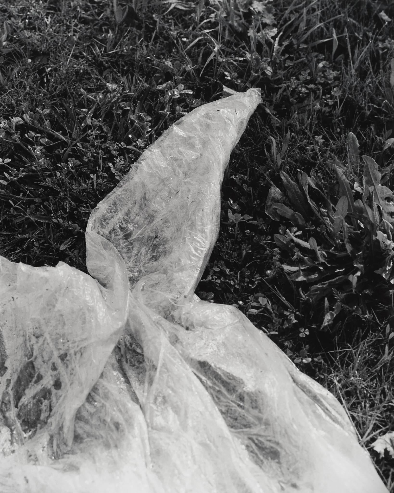 _MCB2664_fernandorodriguez_dic 30 2025.jpg