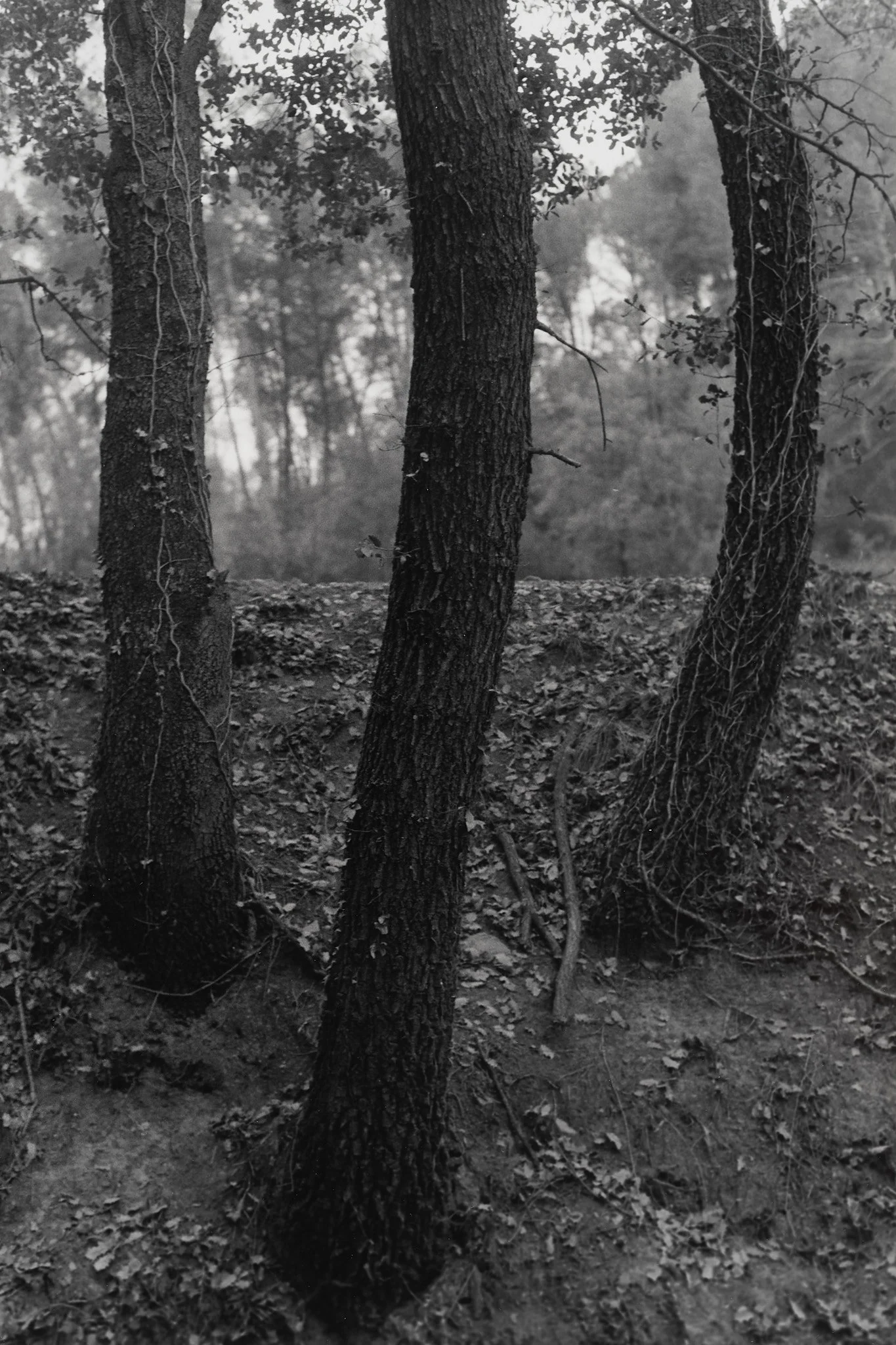 _MCB2650_fernandorodriguez_dic 30 2025.jpg