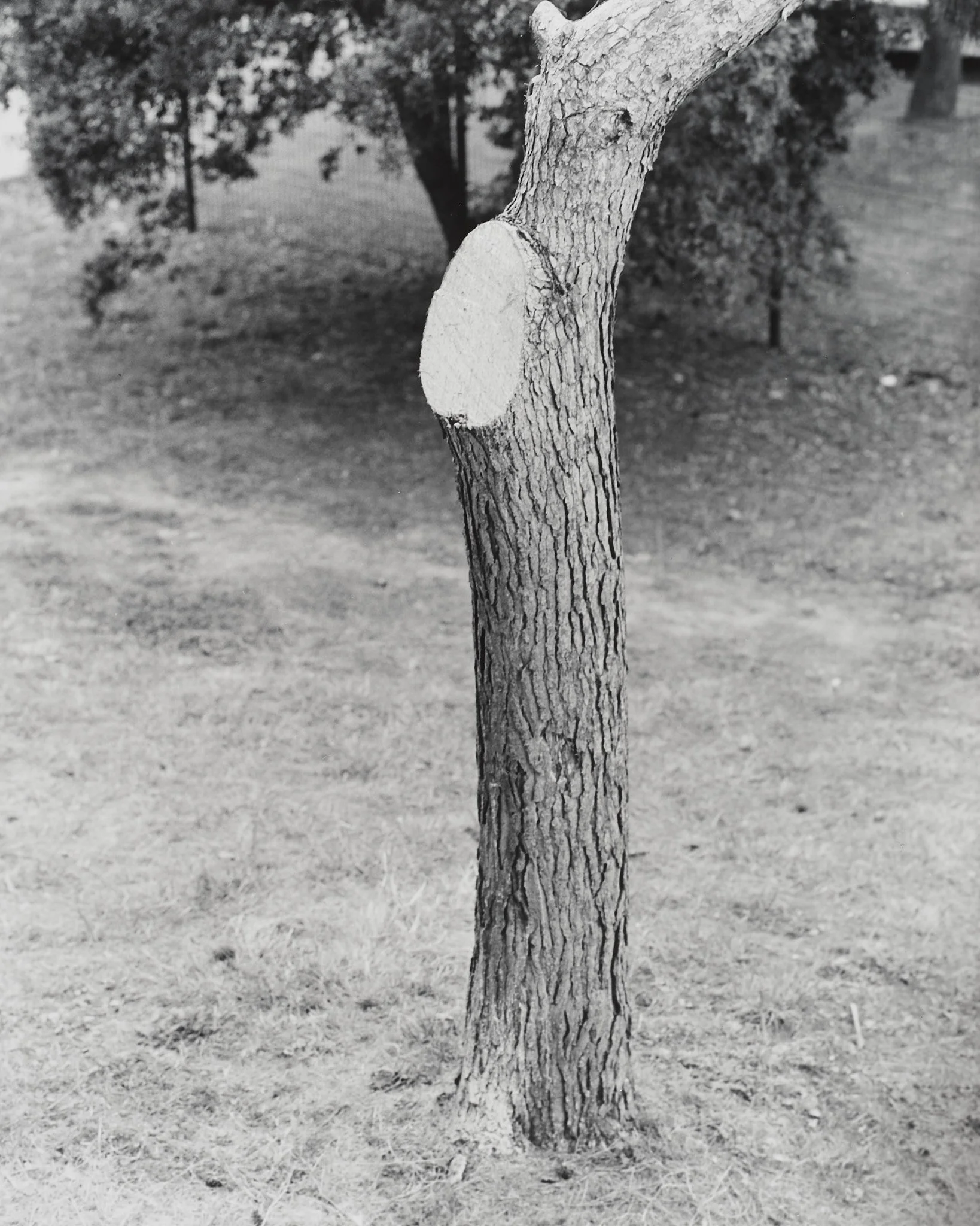 _MCB2666_fernandorodriguez_dic 30 2025.jpg