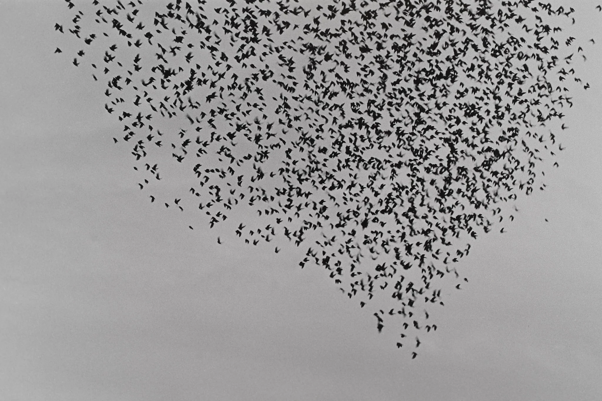 _MCB2686_fernandorodriguez_dic 30 2025.jpg