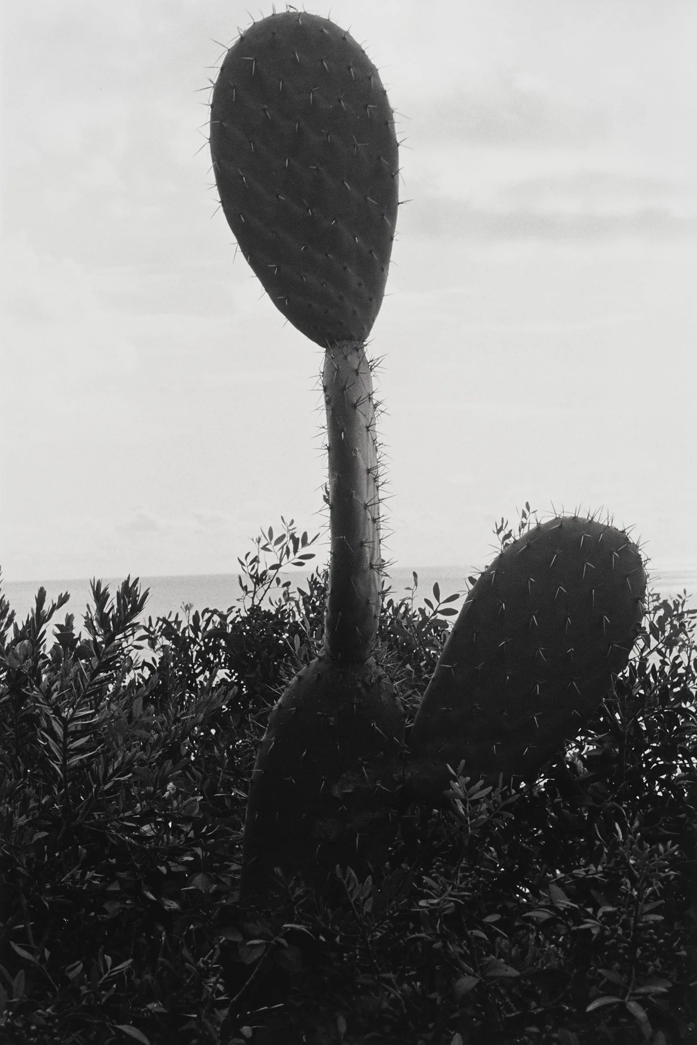 _MCB2643_fernandorodriguez_dic 30 2025.jpg