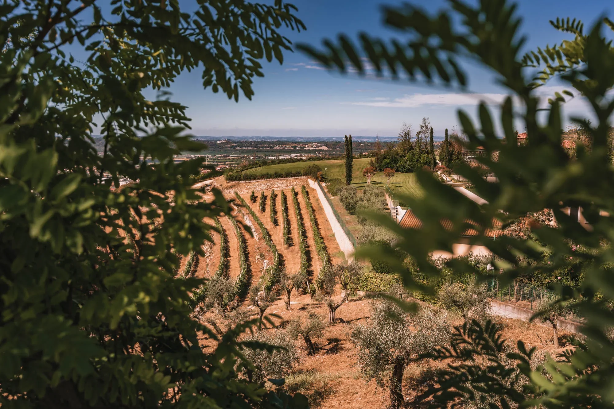 Photo of a section of a winery in the countryside outside Rome