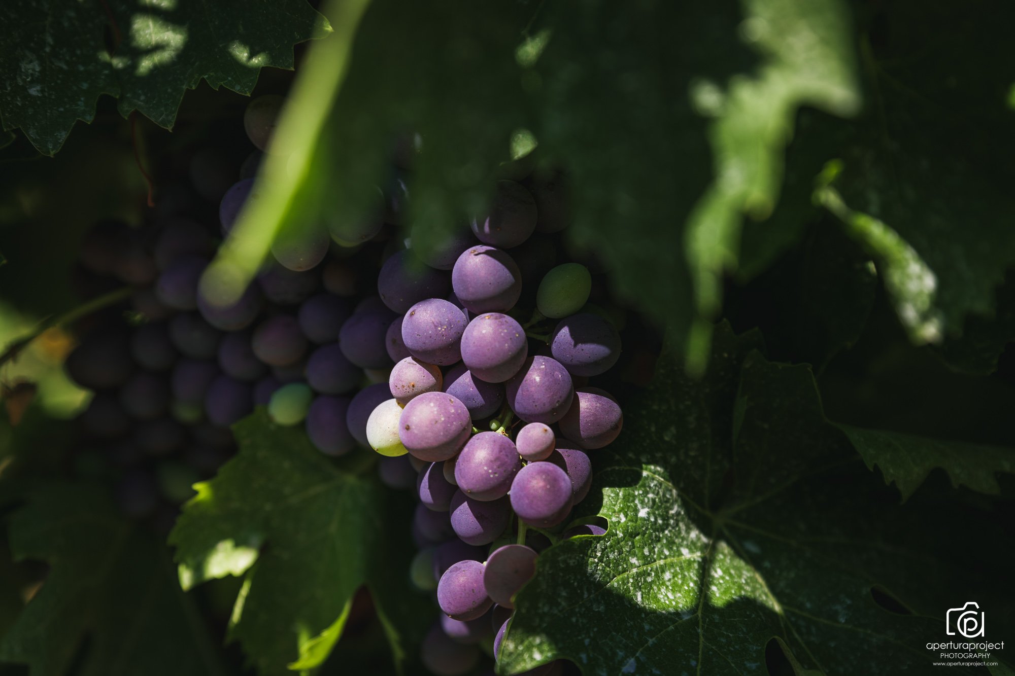 harvest_grapes_cretan_wine.jpg