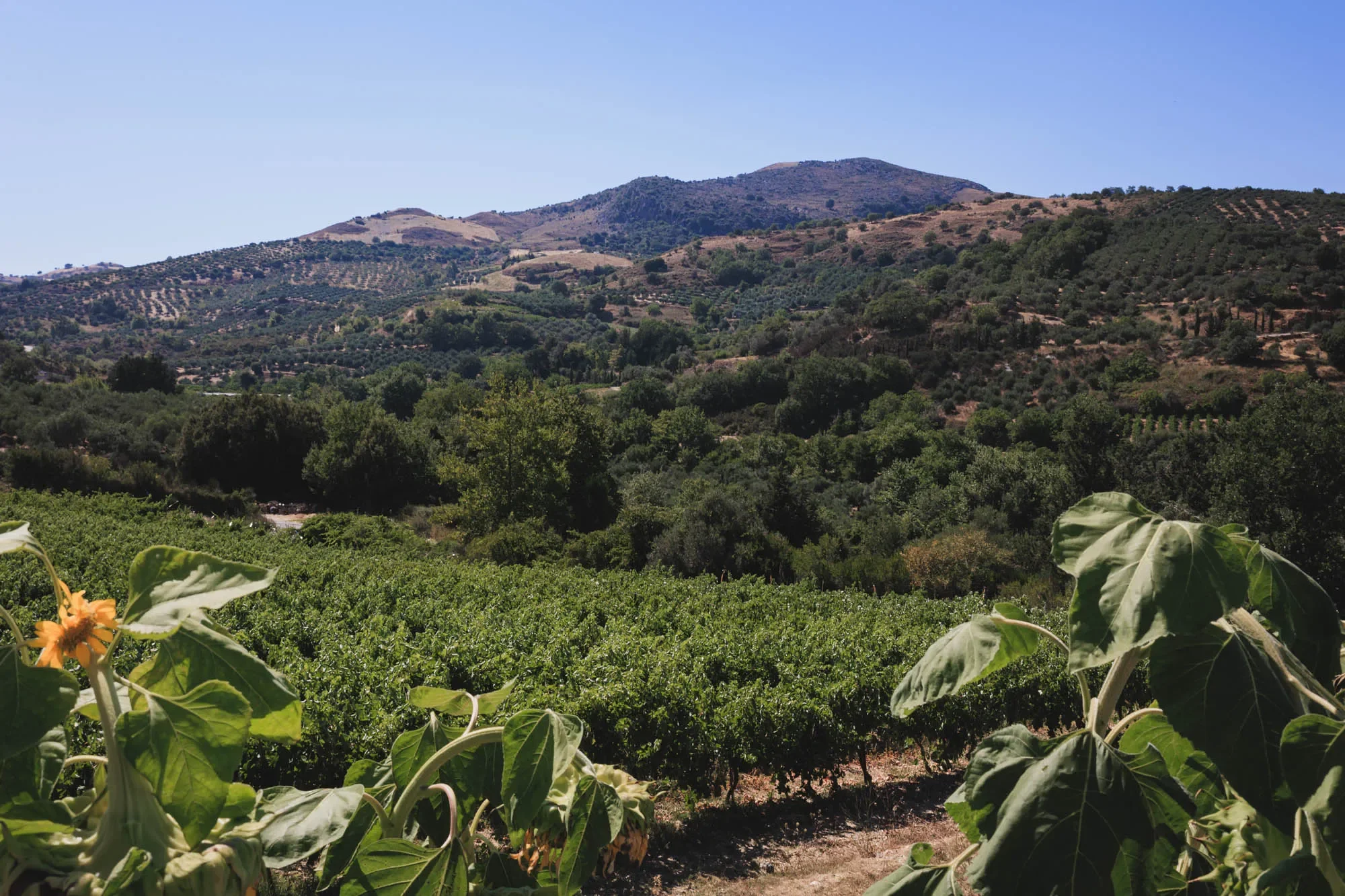Photo of vineyards in Amari, Rethymno, Crete