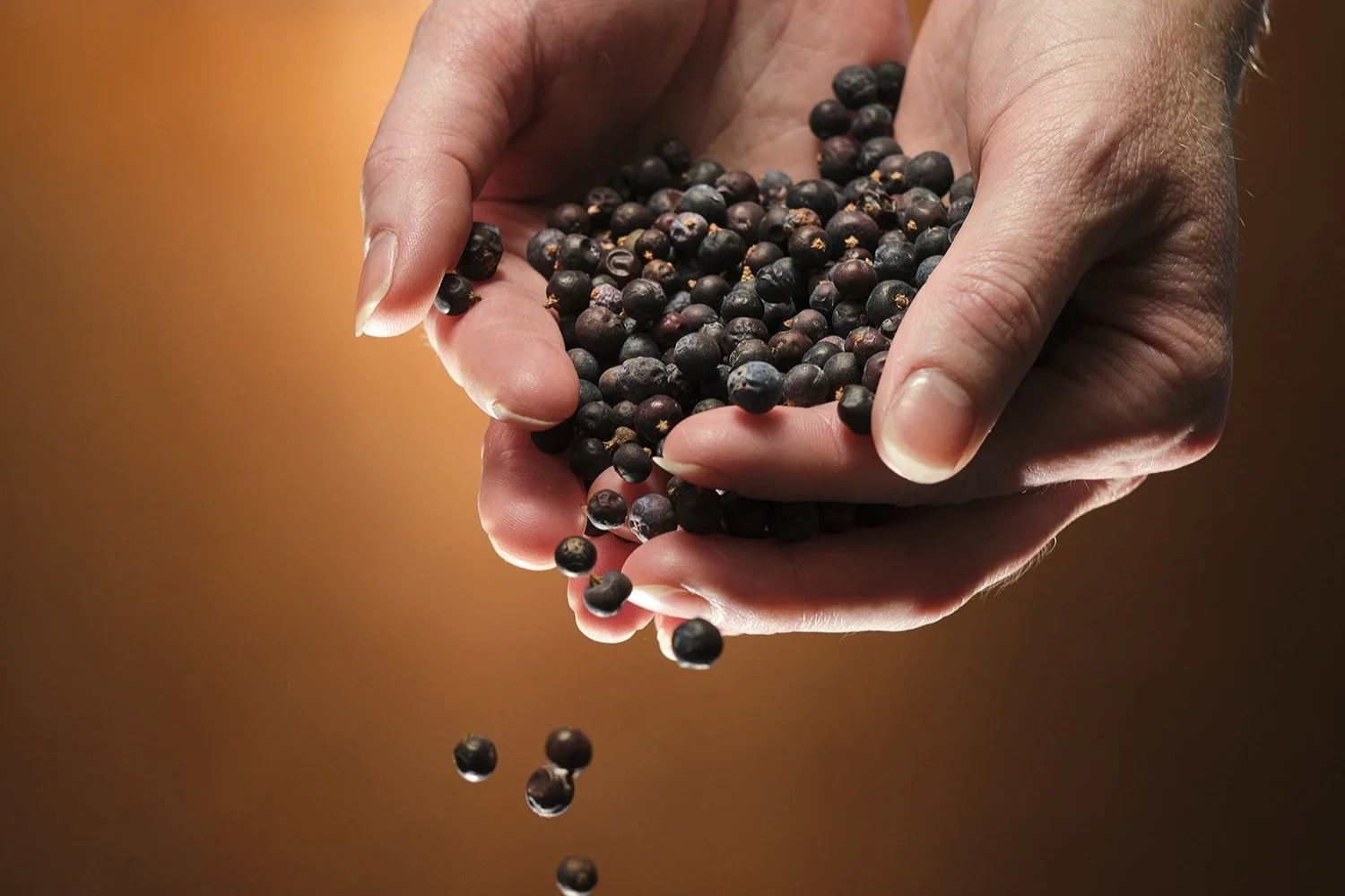 juniper berries used in the production of Gin - Picture by Professional Photographer David Cordner