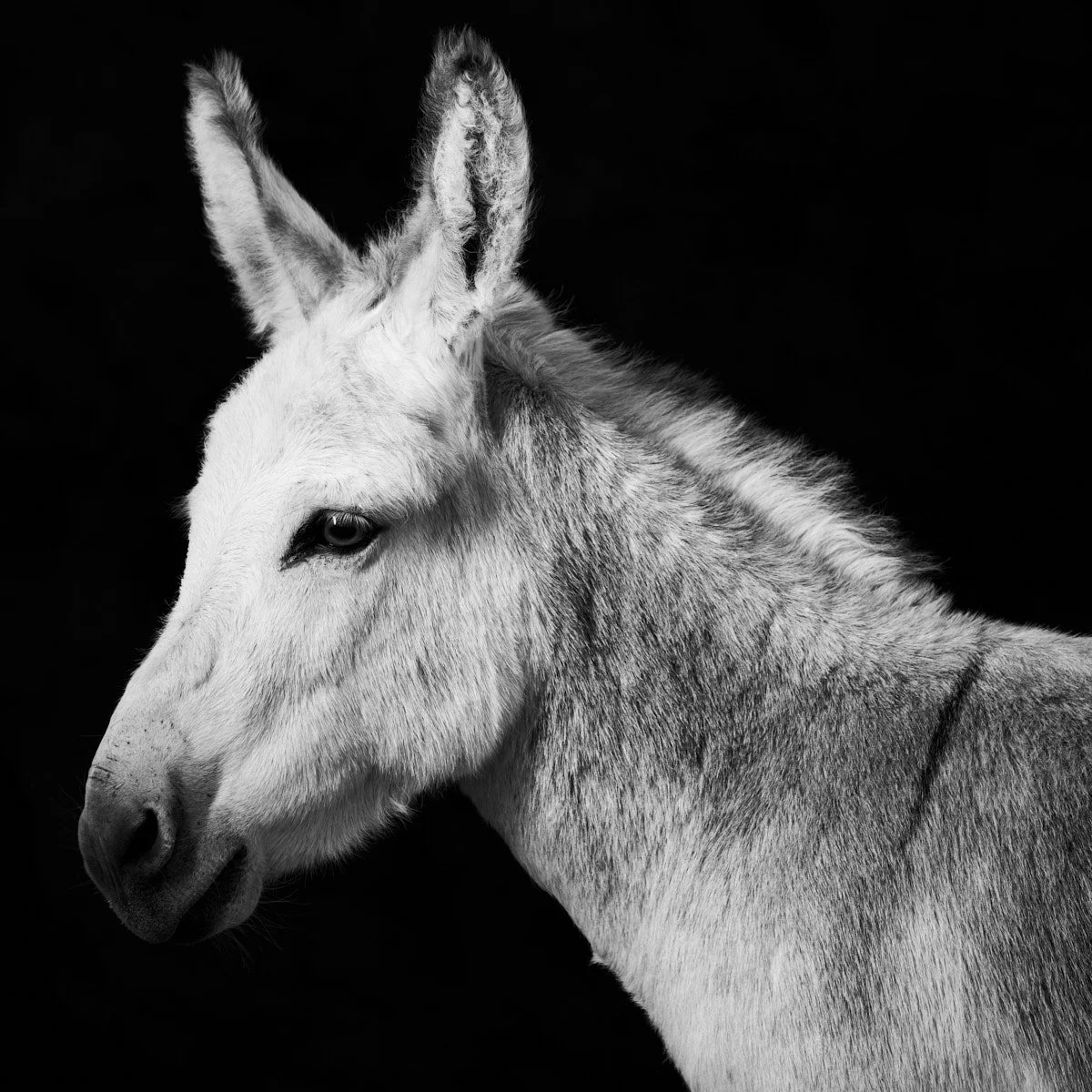 Donkey Sanctuary Belfast | A Portrait Photography Session in Northern Ireland