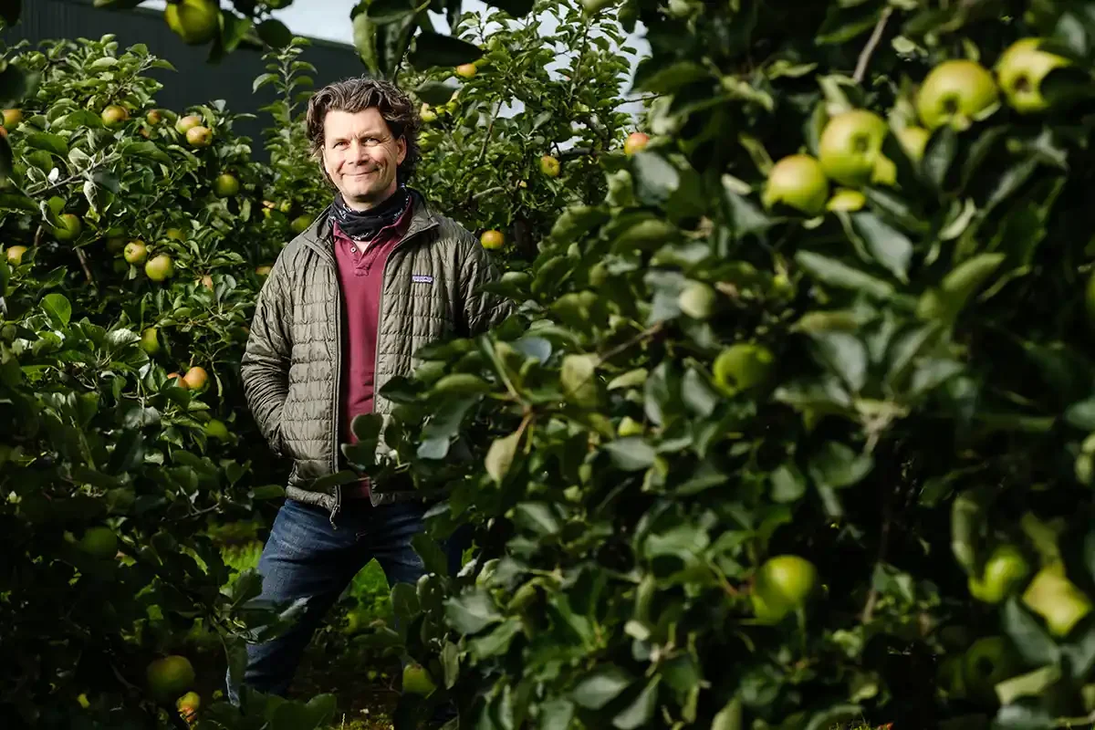 Apple grower positioned in the center of his orchard surrounded by fruit-laden apple trees during harvest season