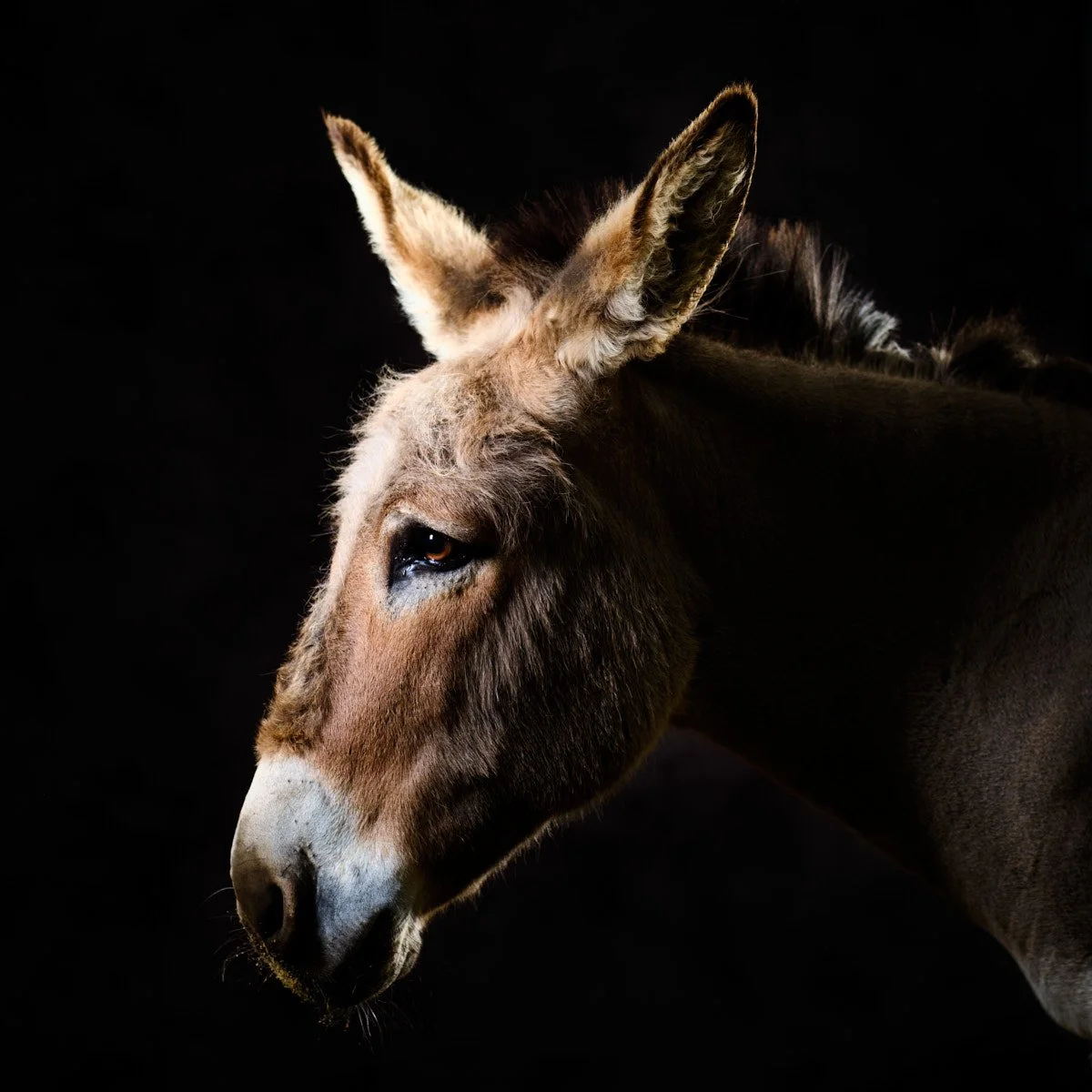 Tim the Donkey from The Donkey Sanctuary Belfast