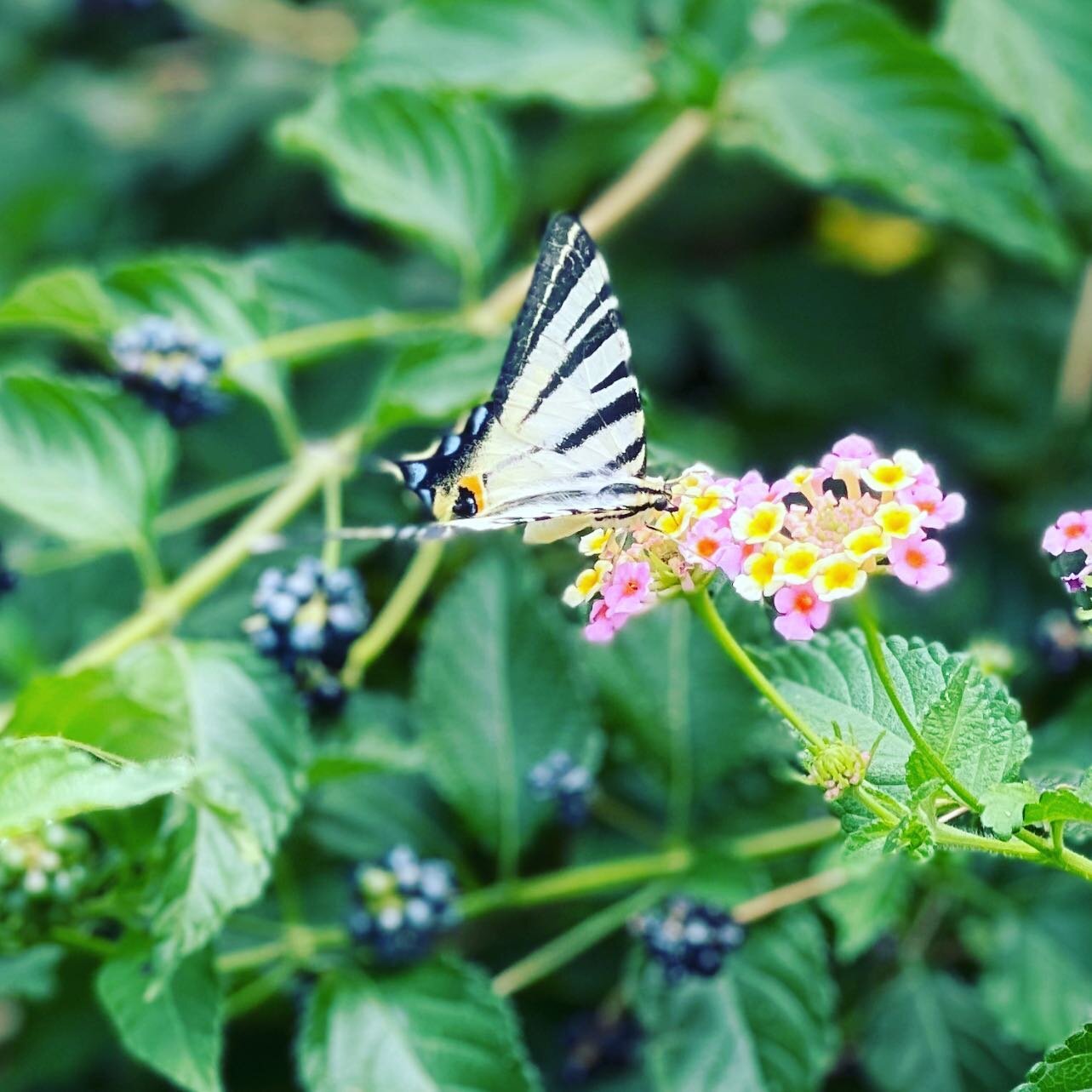 If You Belive in Magic 🦋
Open Your heart and You&rsquo;ll see ❤️✨

#belive #magic #ifyoucandreamityoucandoit #butterfly #bliss #bethechange #inspiration #glede #croatia #holiday #beuforever #kroppogsinnibalanse