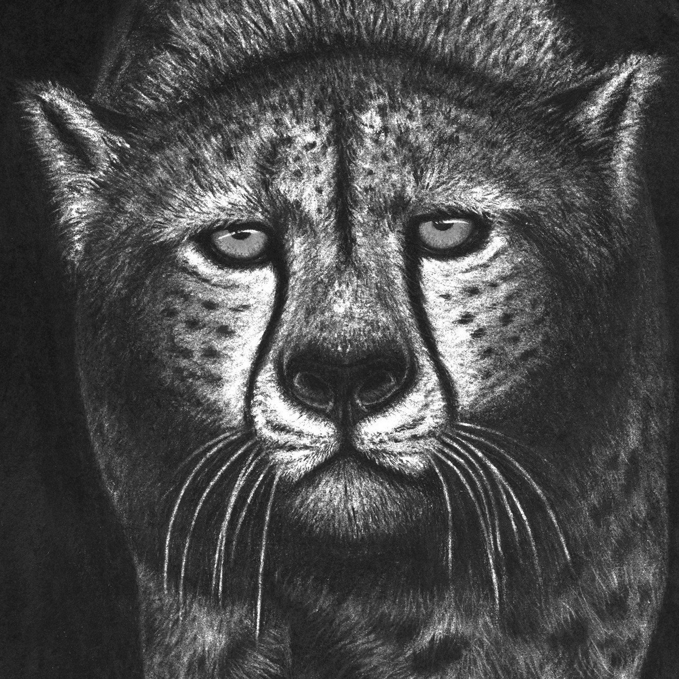 Charcoal Cheetah B&W Sq.jpg
