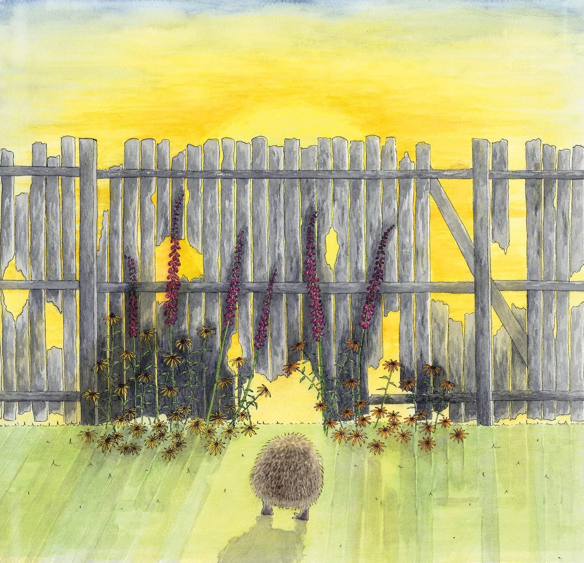 Encouraging Hedgehogs Into Your Garden