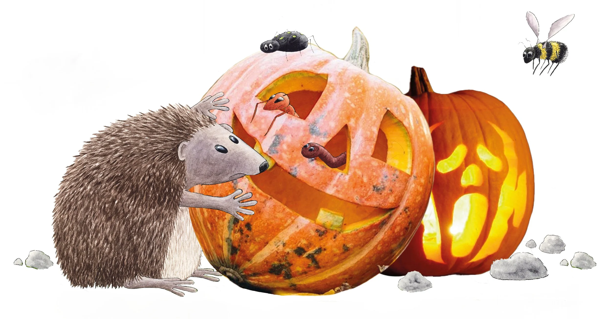 Hedgehog Hazards