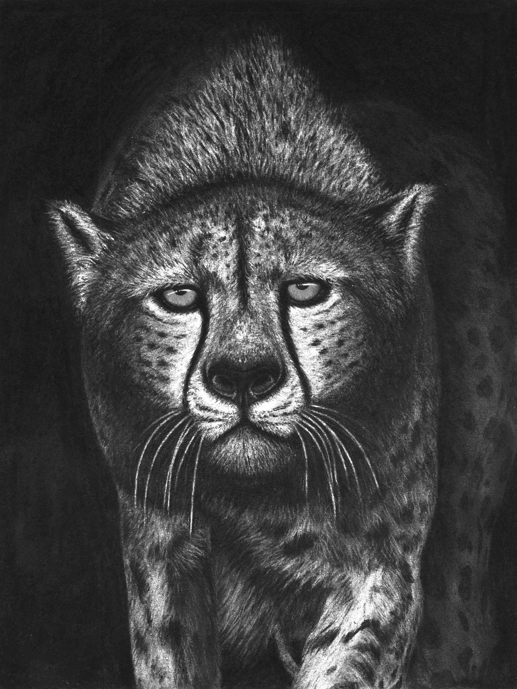 Charcoal Cheetah B&W.jpg