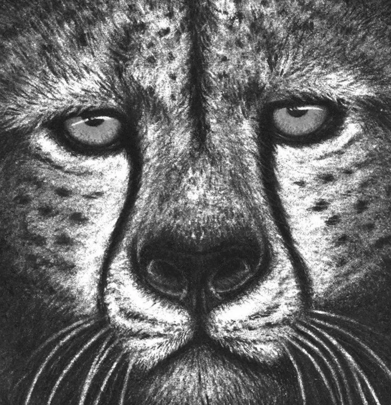 Charcoal Cheetah B&W detail.jpg
