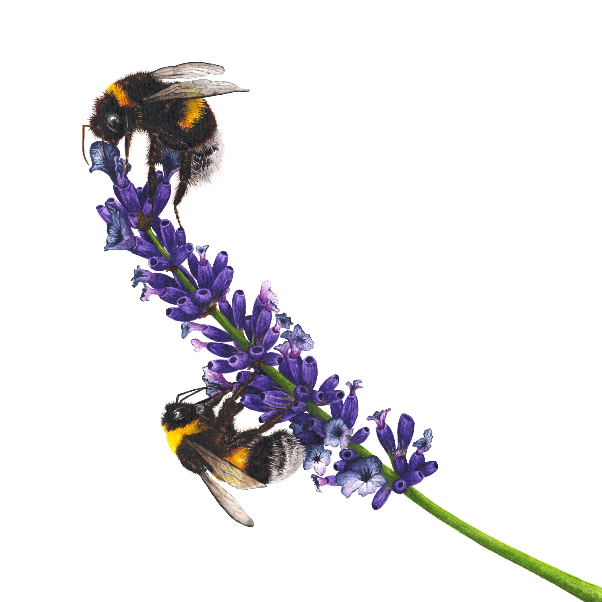 Lavender Bees Square.jpg