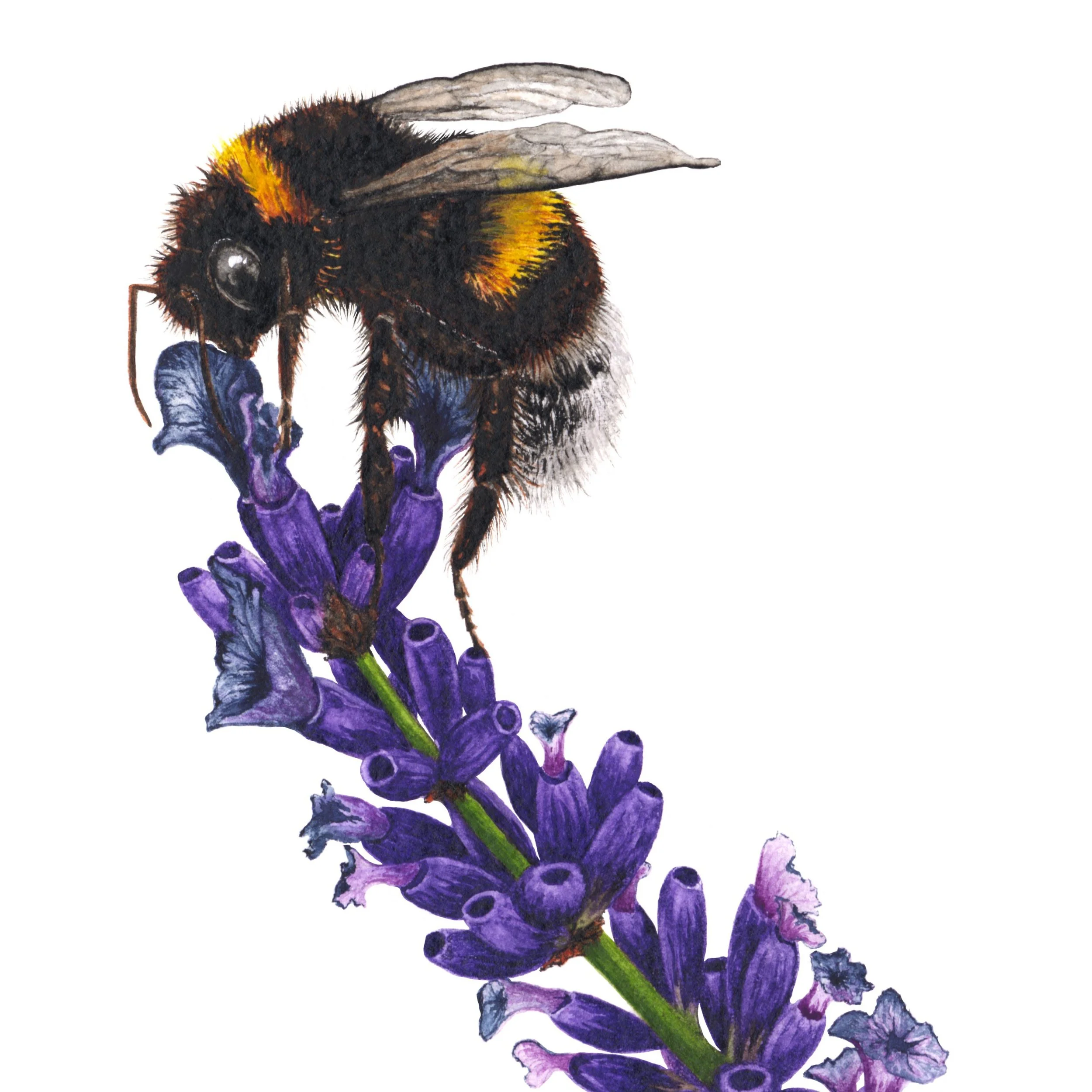 Bees-bumblebees-on-lavender-72ppi-1.jpg