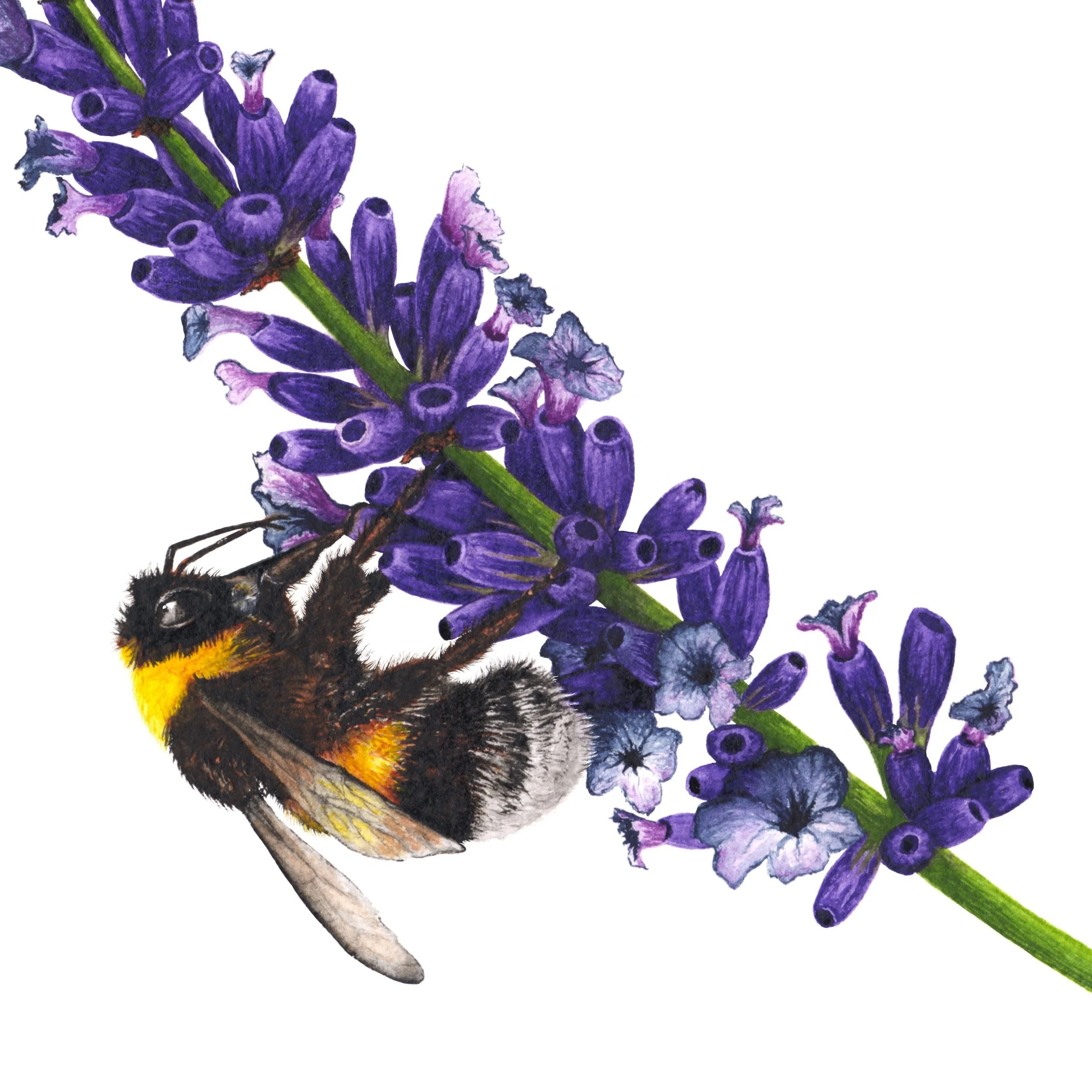 Giclee Print - 'Harmony' - Bumblebees on Lavender Flowers