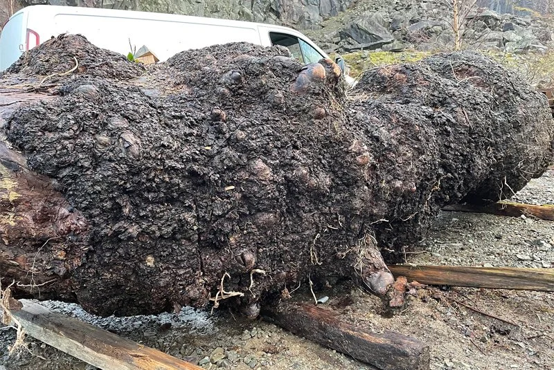 Stunning burr elm!