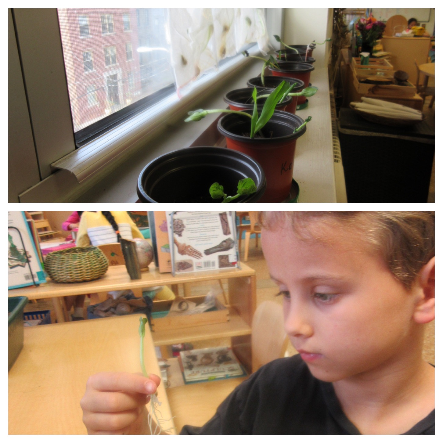 Planting our geminated seedlings 