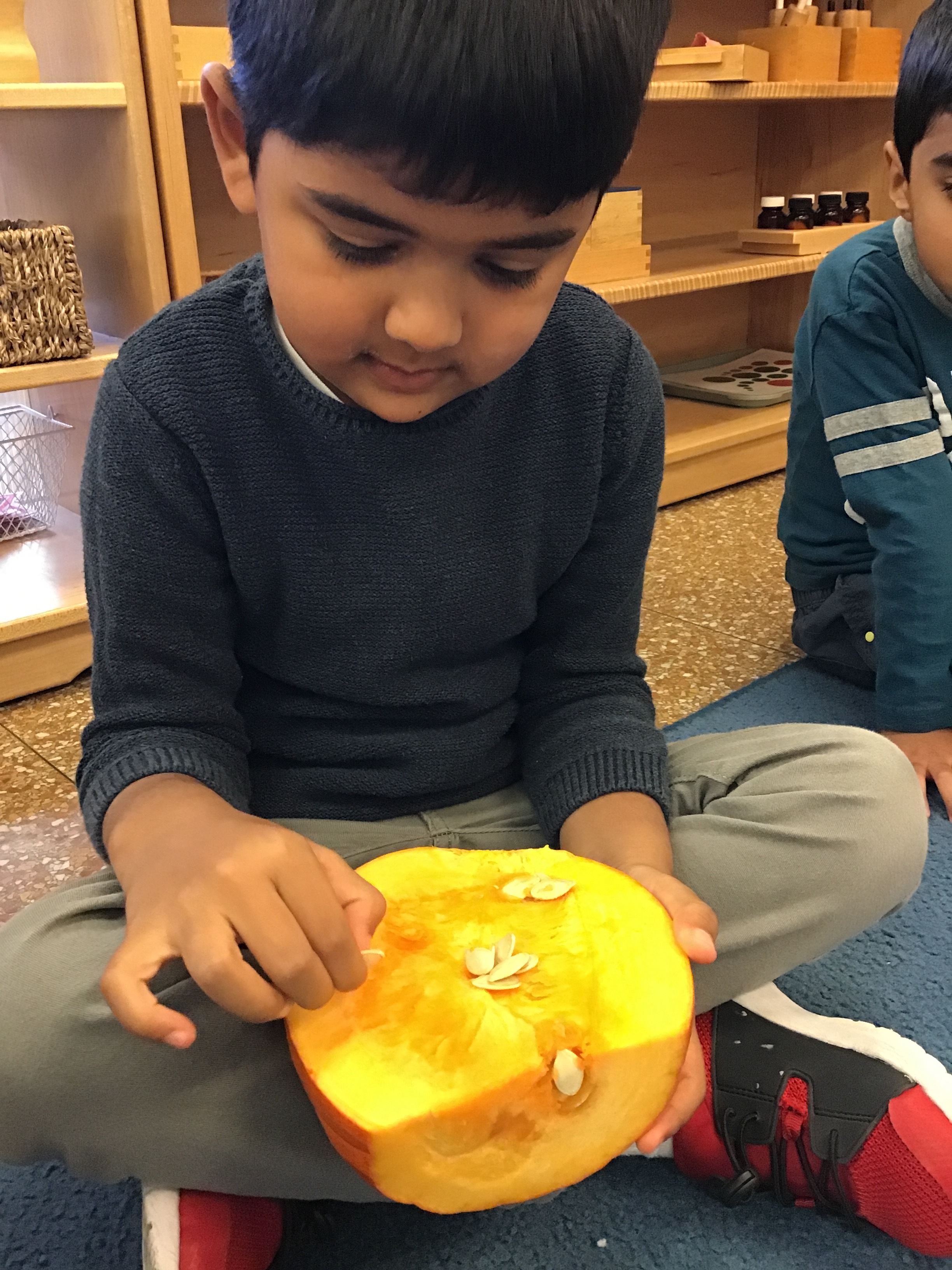 Touching the seeds inside the pumpkin