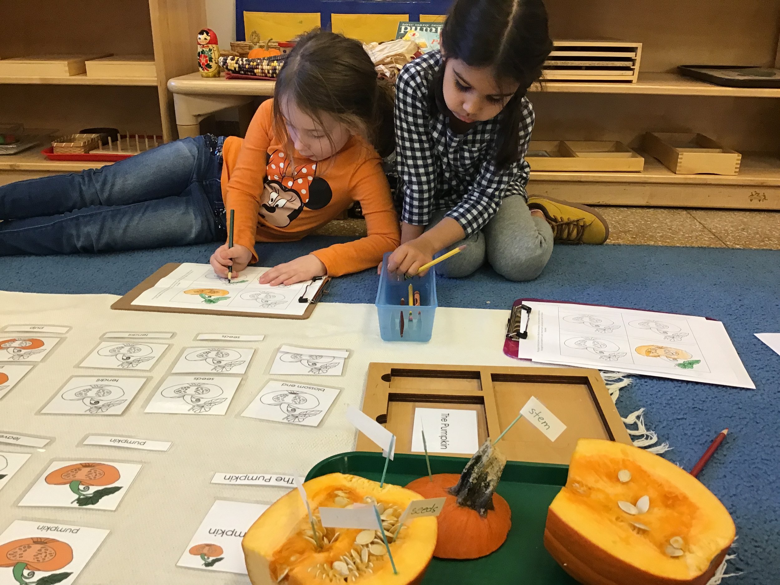 discovering the parts of a pumpkin after observing what is inside of the pumpkin we chose at the farm