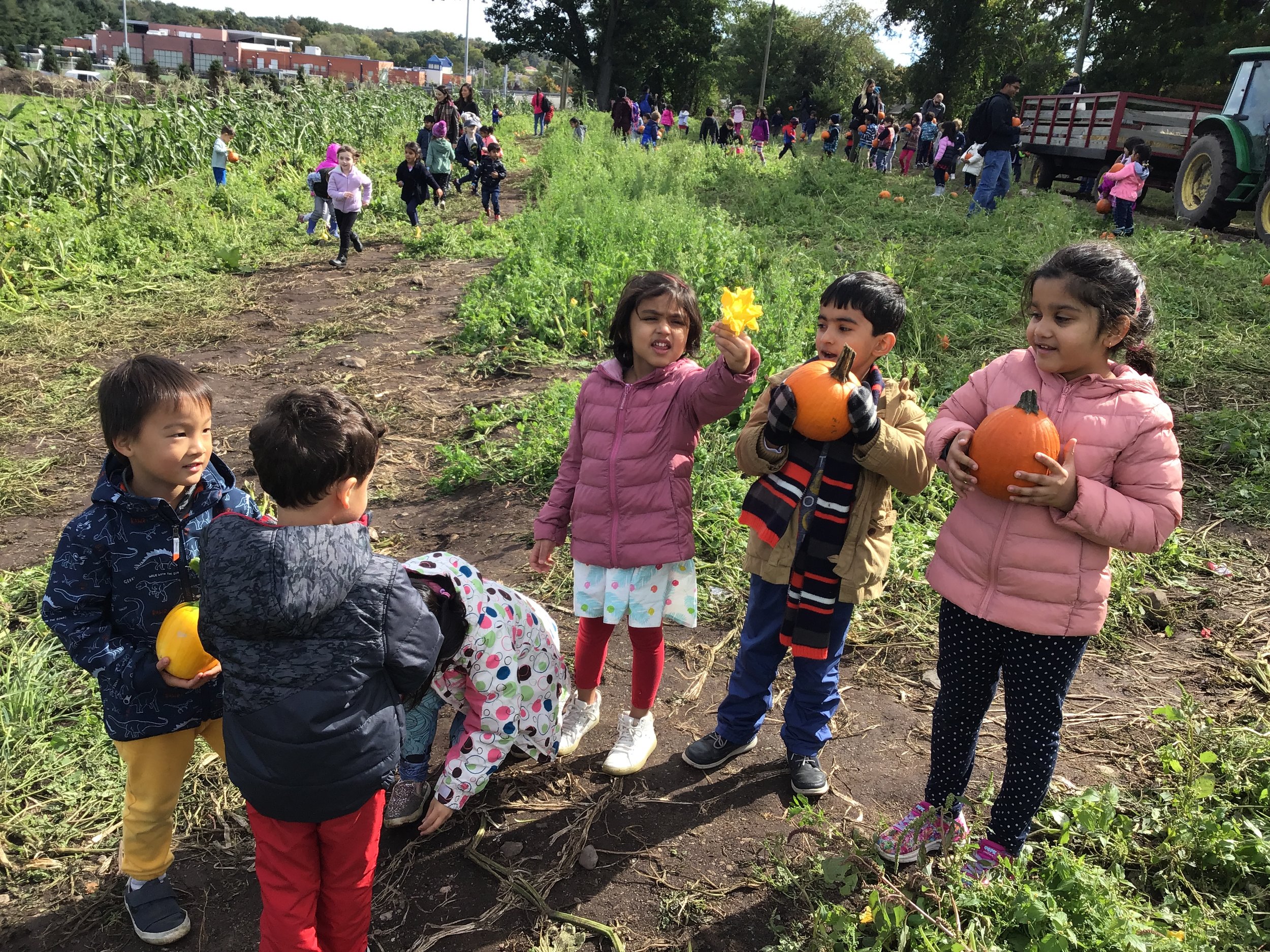 We were able to observe the lifecycle of the pumpkin on the farm