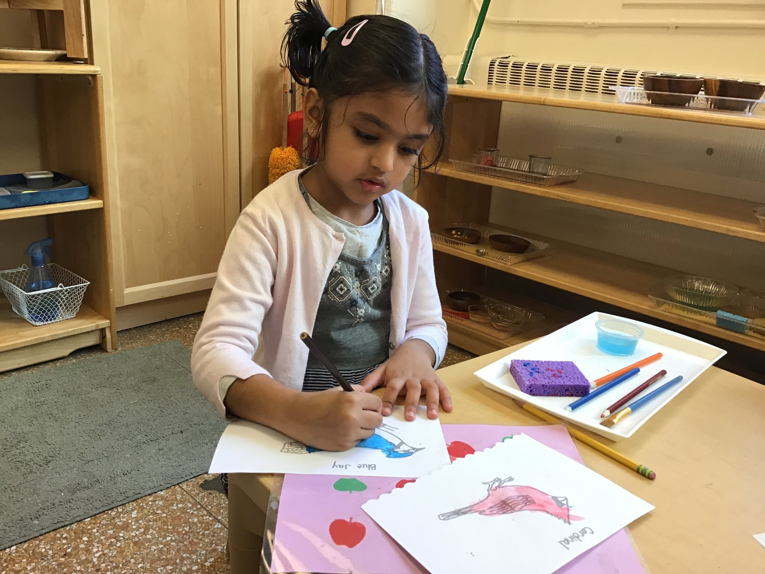 Using watercolor pencils to make a blue jay and a cardinal the colors we see in nature