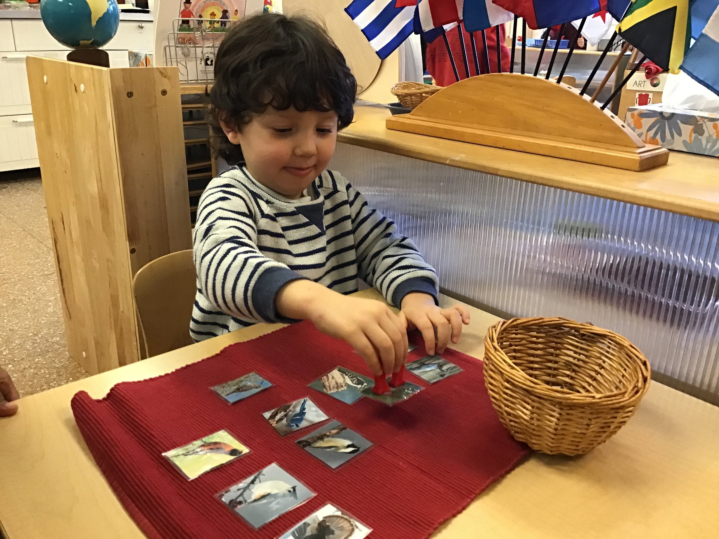 Discovering birds that migrate to a warmer climate for winter
