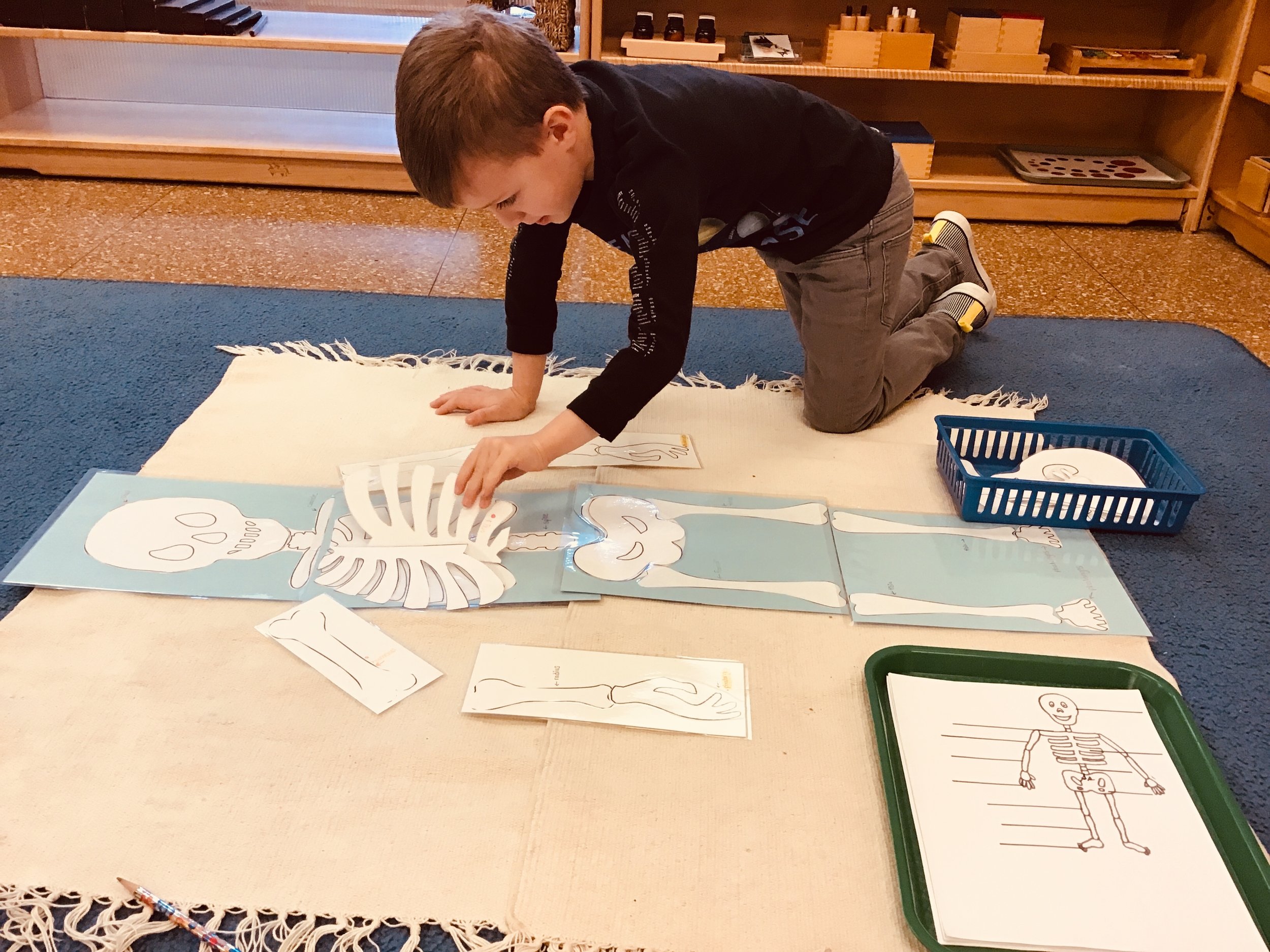 Learning the names of the major bones in our body