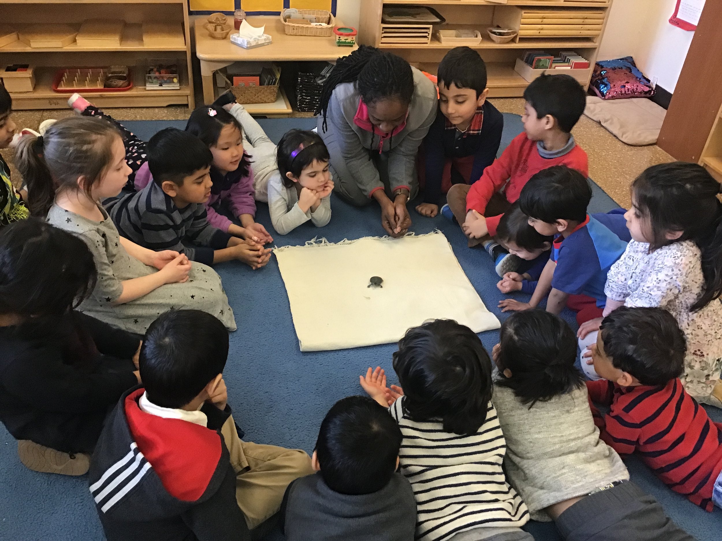A visit from a turtle to learn the parts of the turtle