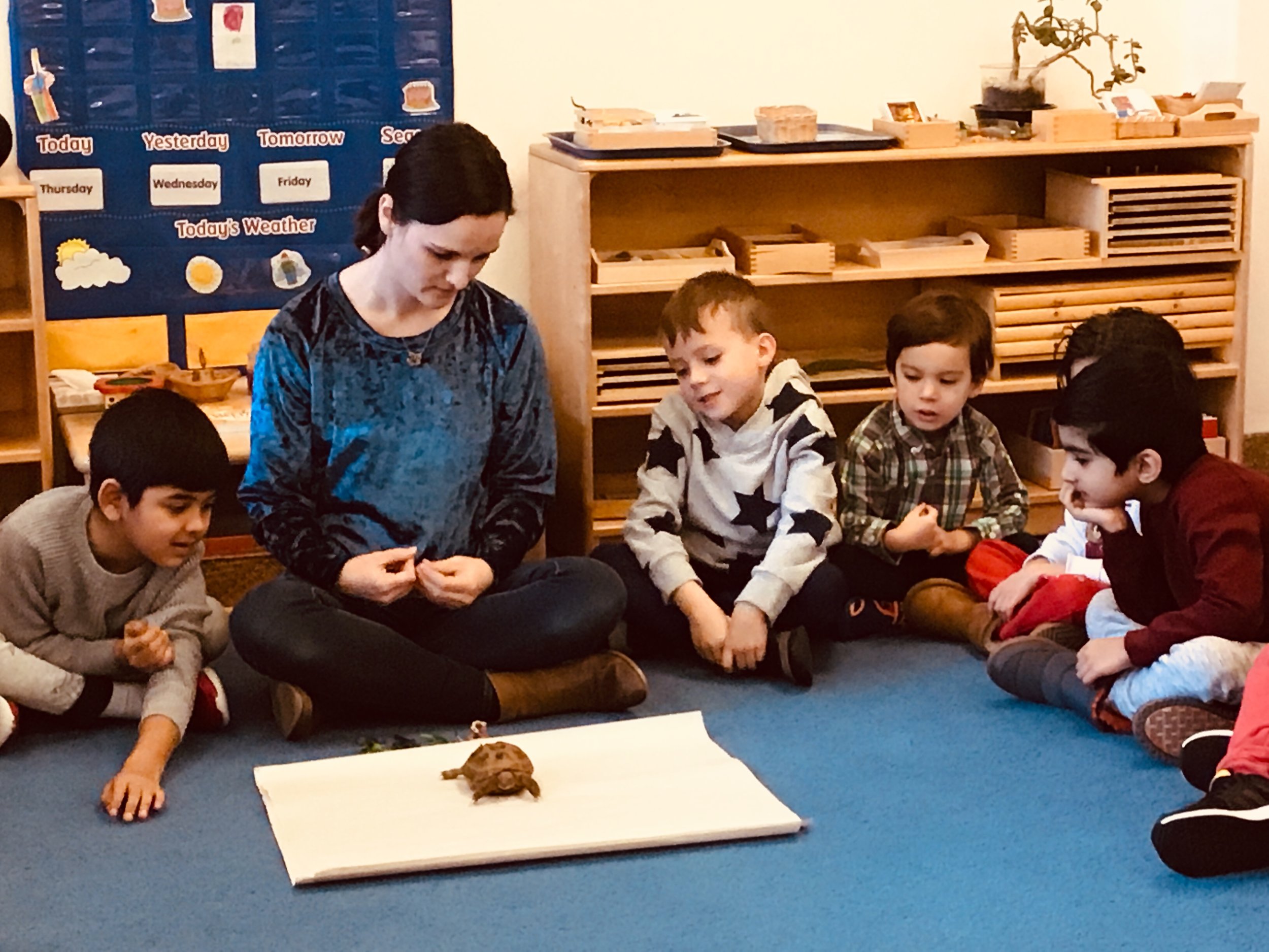 A visit from a tortoise to teach us about the characteristics of a reptile
