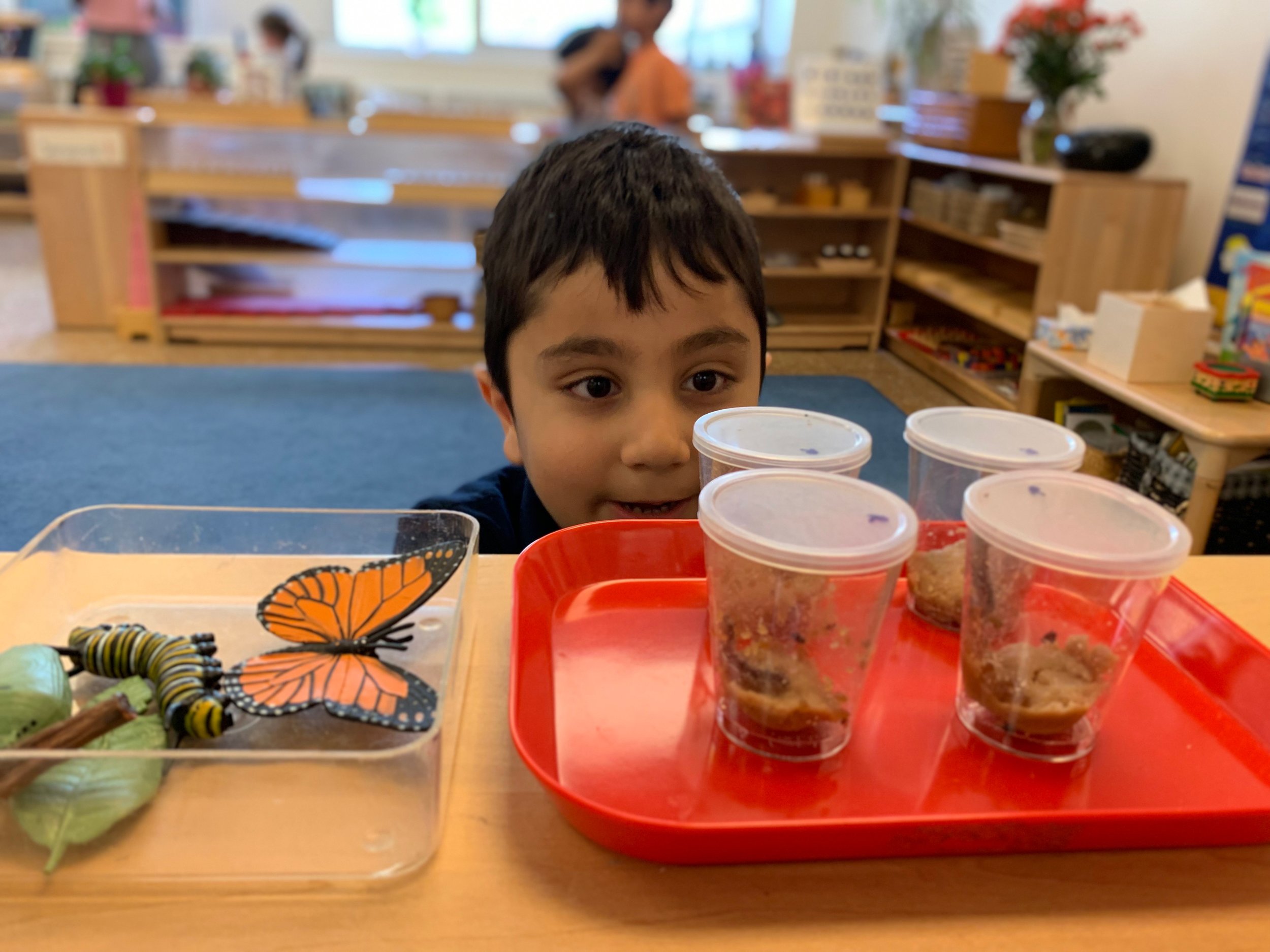 Observing our classroom caterpillars