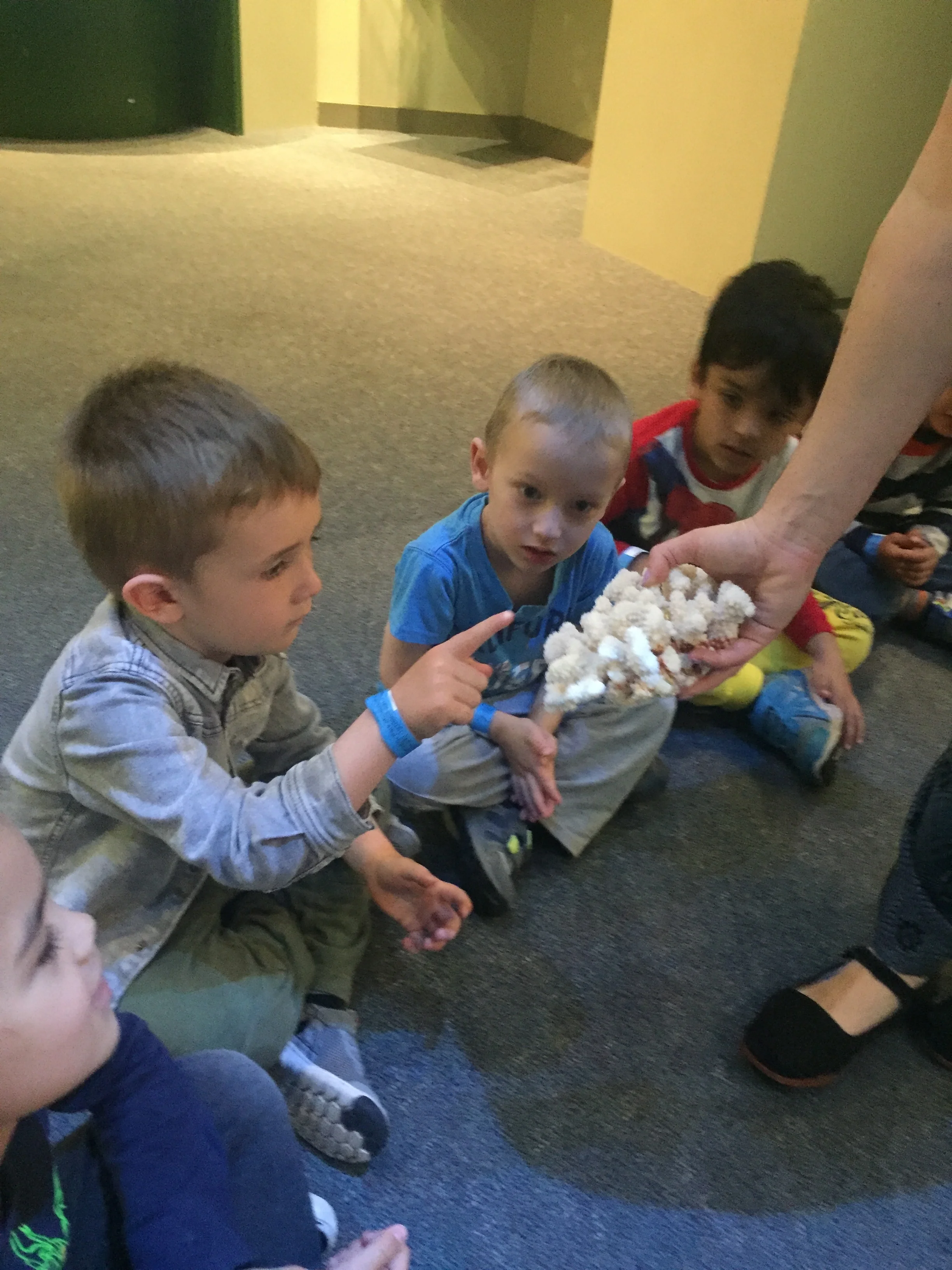 Field Trip at the Newark Museum - touching and feeling the texture of the coral.