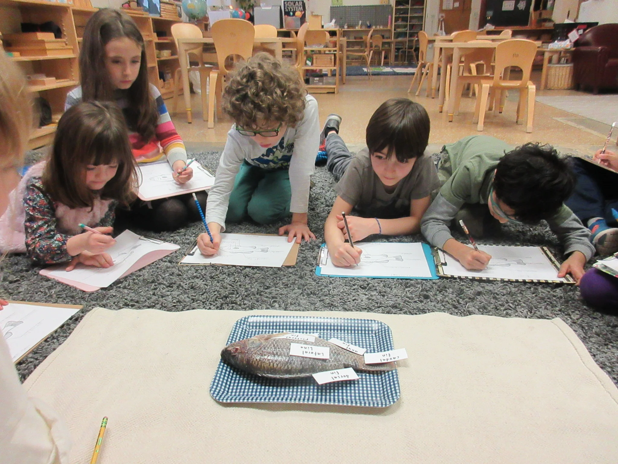 Parts Of The Fish.JPG