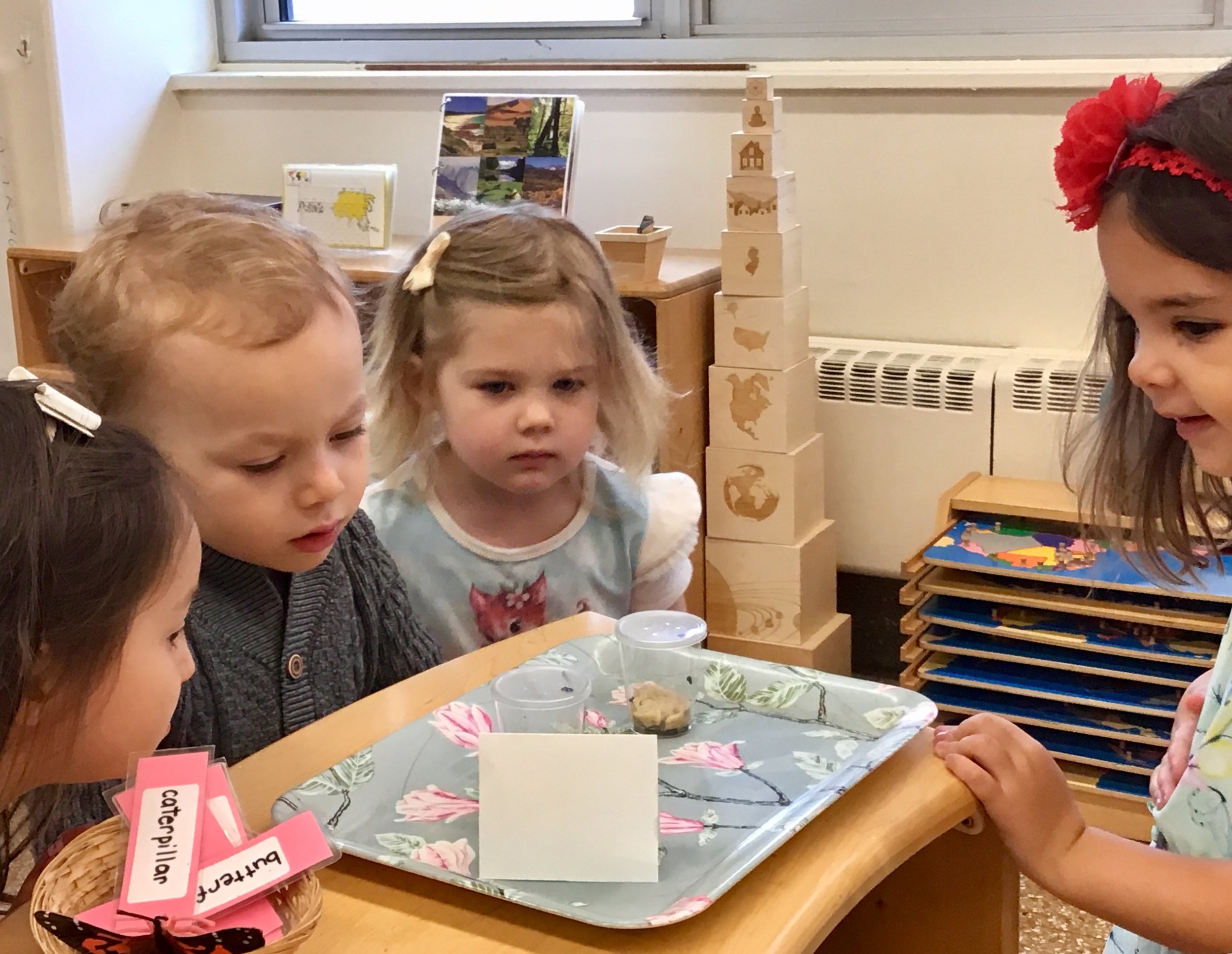Daily visits.... our tiny caterpillars