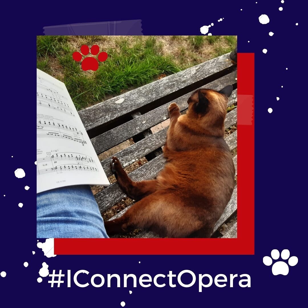 JOIN OUR LAUNCH with #iconnectopera sharing how you stay connected to opera today + tag us @i_opera_ 
.
.
.
#artistssupportingartists #savethearts #freelancer #freelancersofinstagram #catsofinstagram #operasingersofinstagram #singfluencer #change #op