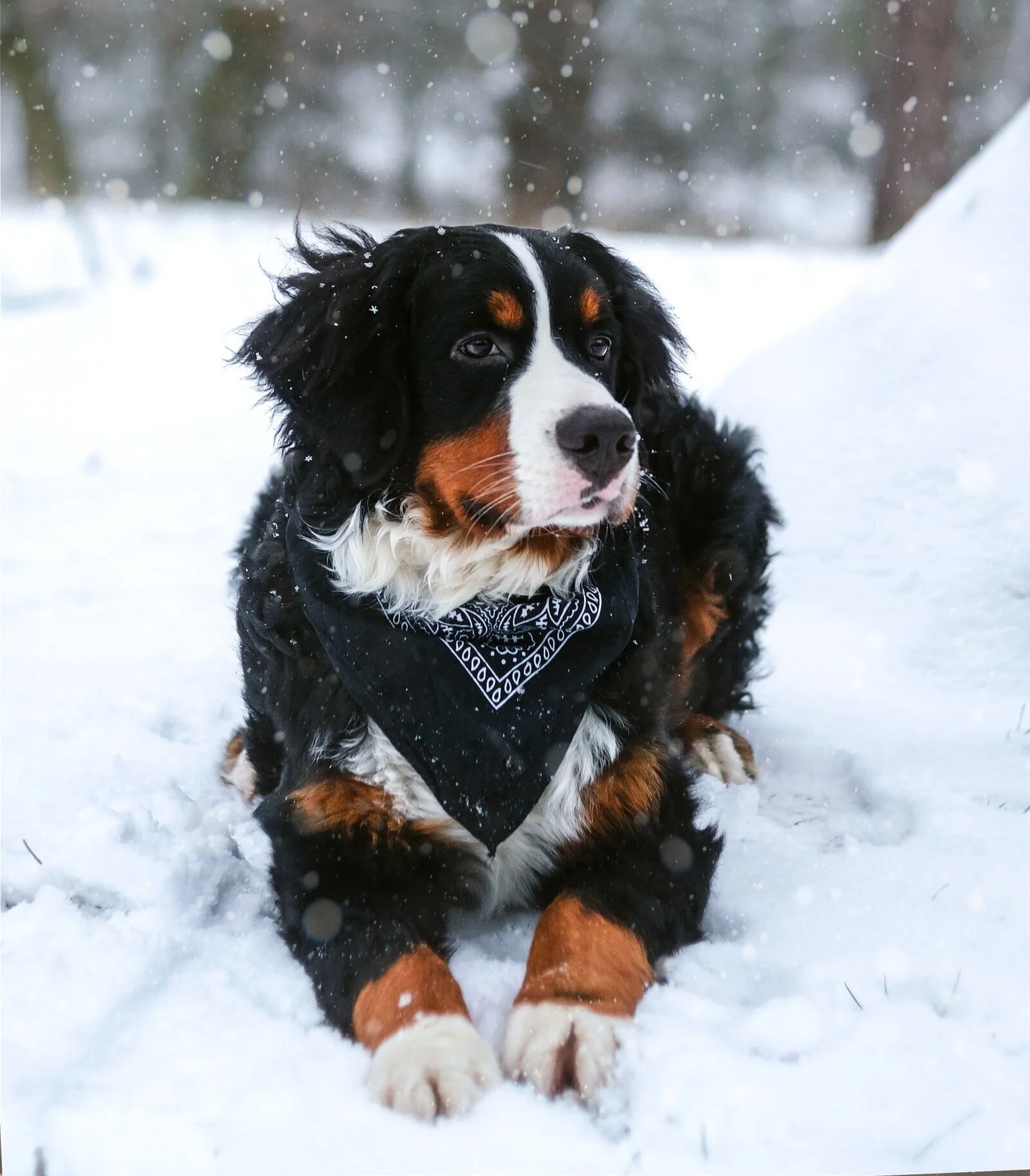 bernese mountain dog
