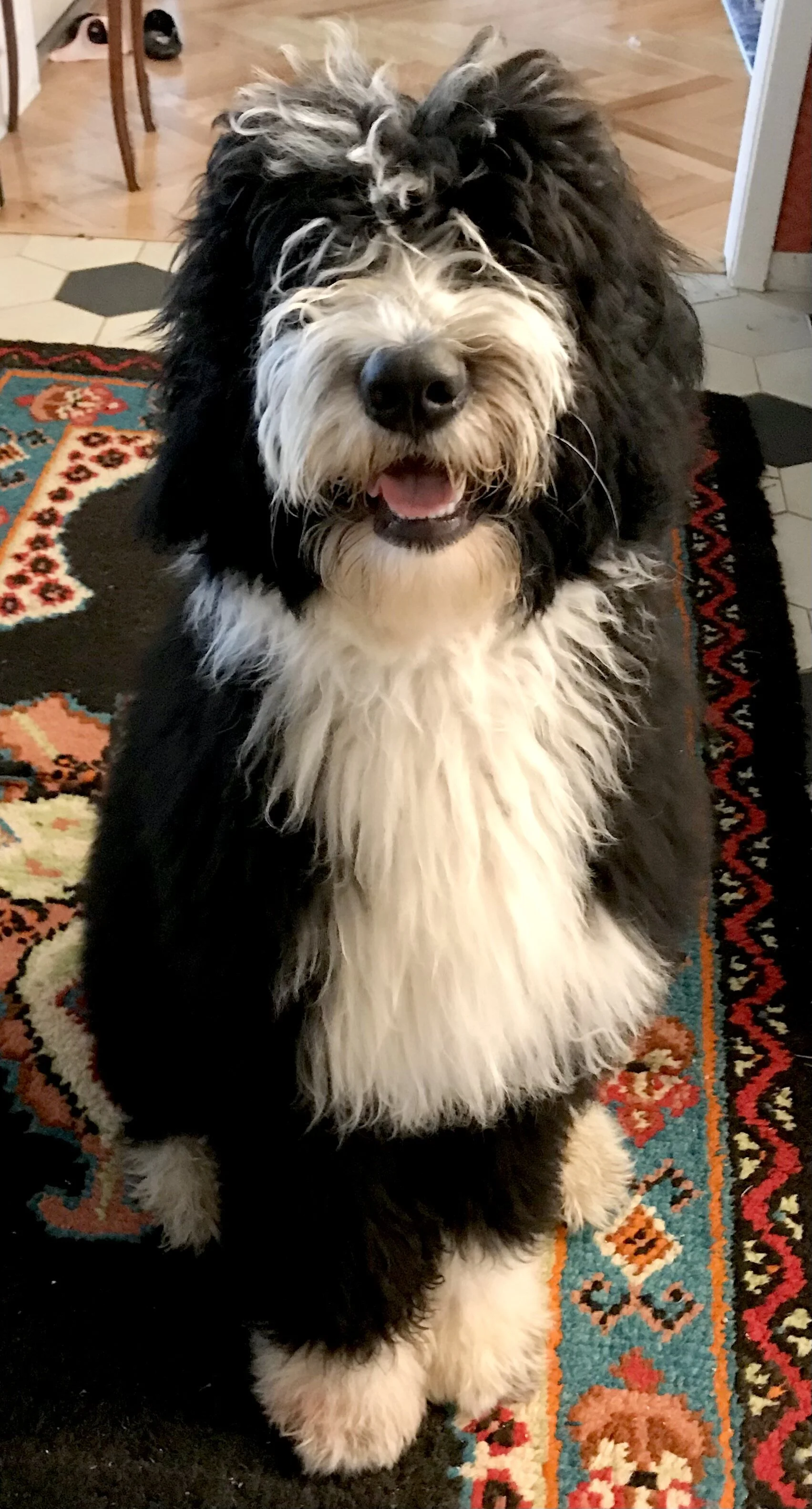 Bernedoodle dog Bernese mountain dog doodle bicolor tricolor puppy poodle family