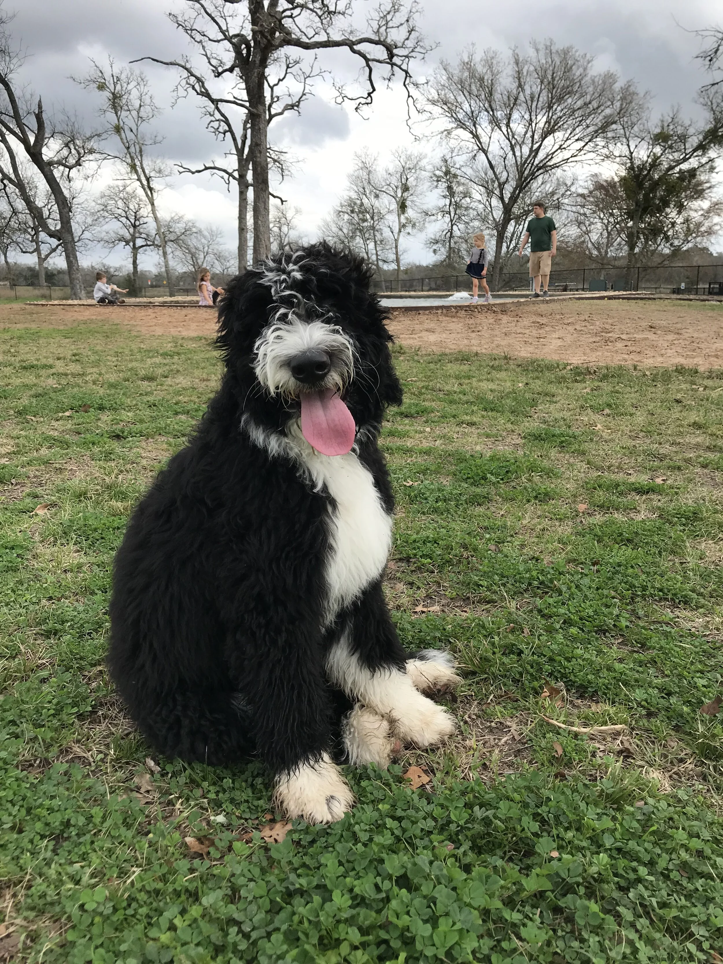 Bernedoodle dog Bernese mountain dog doodle bicolor tricolor puppy poodle family