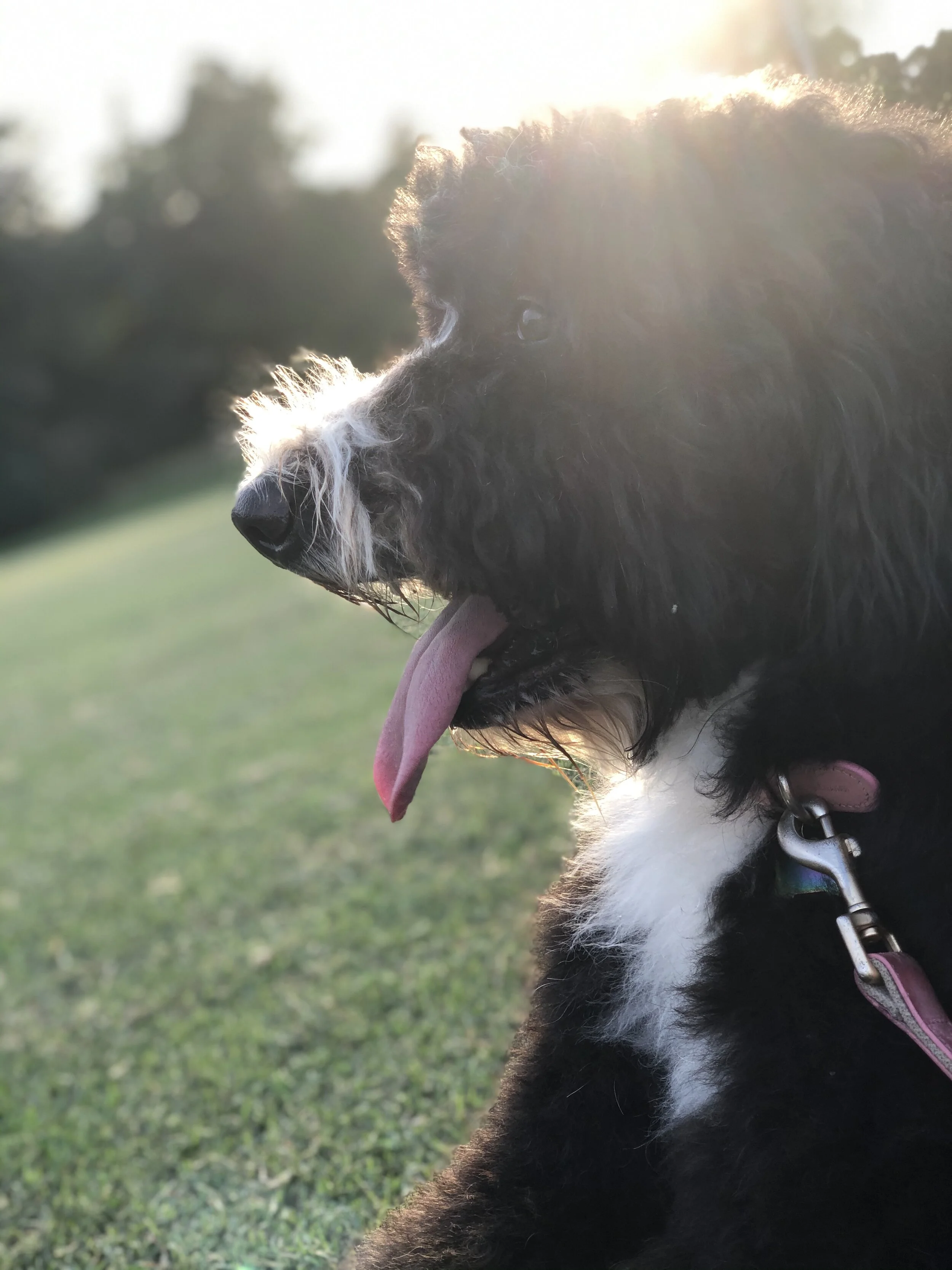 Bernedoodle dog Bernese mountain dog doodle bicolor tricolor puppy poodle family
