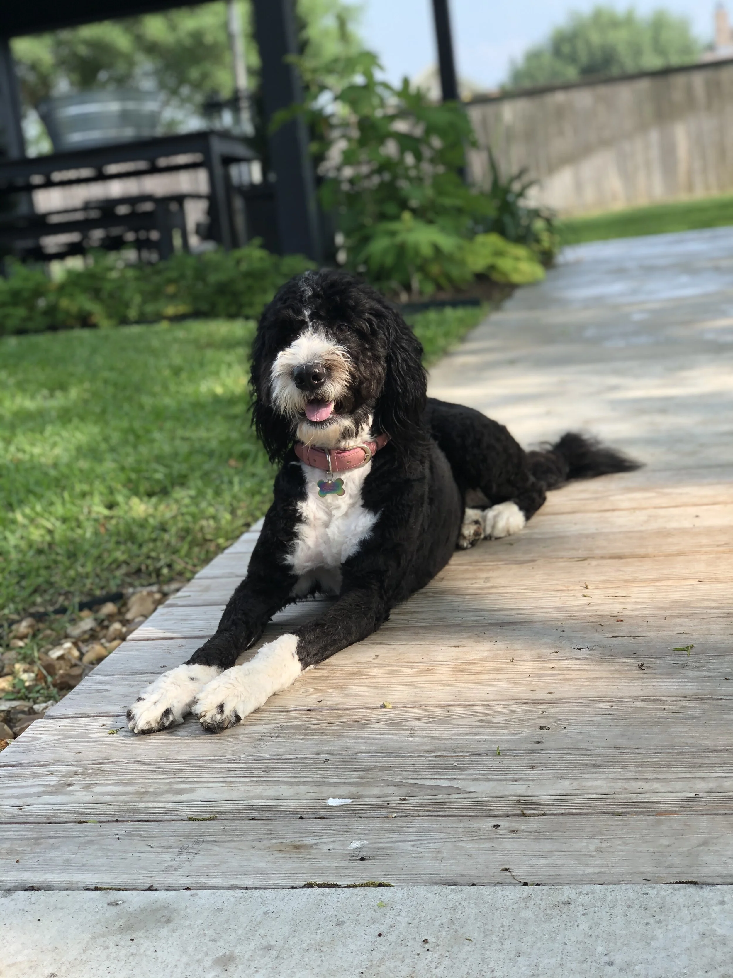 Bernedoodle dog Bernese mountain dog doodle bicolor tricolor puppy poodle family