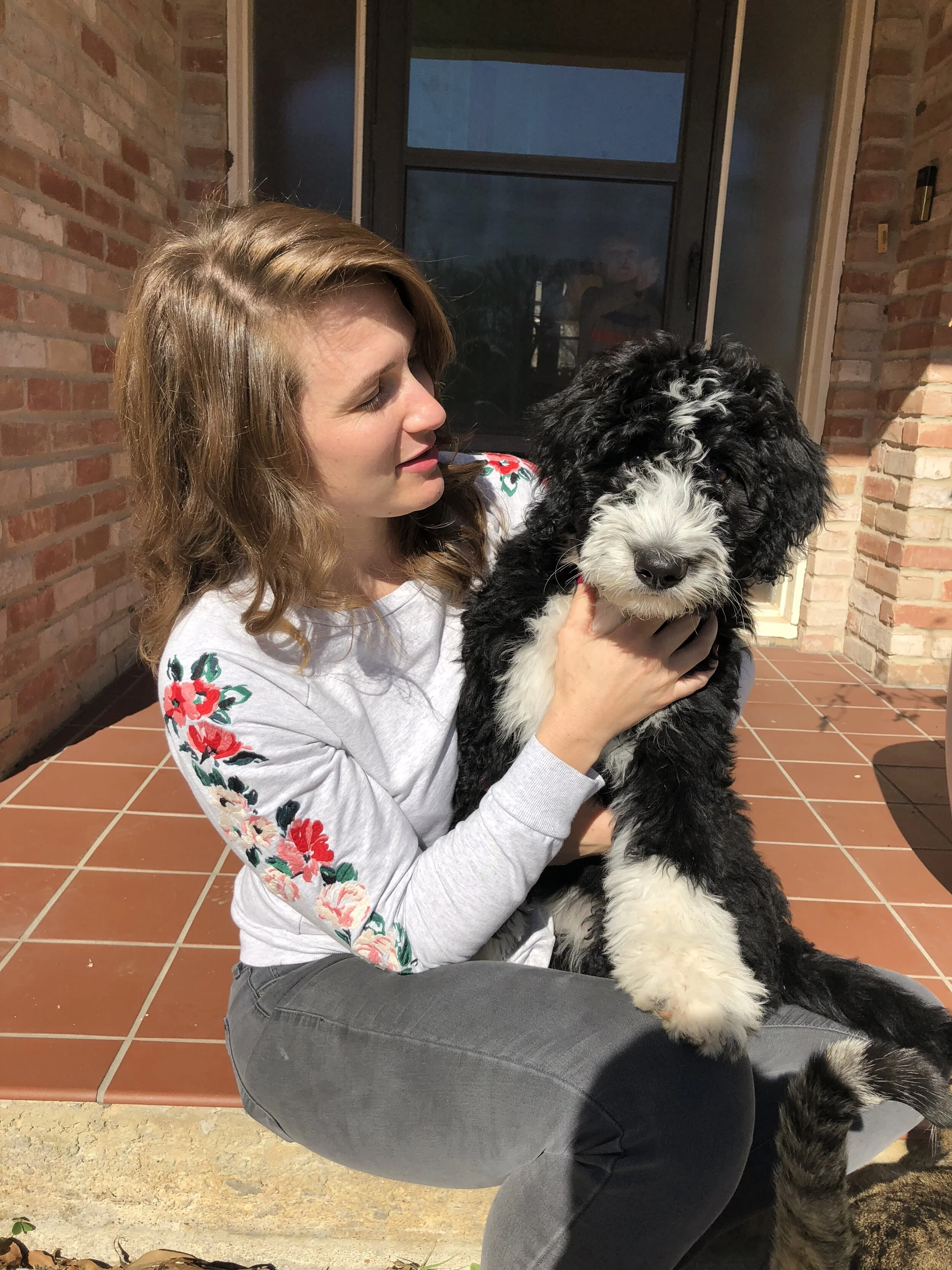 Bernedoodle dog Bernese mountain dog doodle bicolor tricolor puppy poodle woman