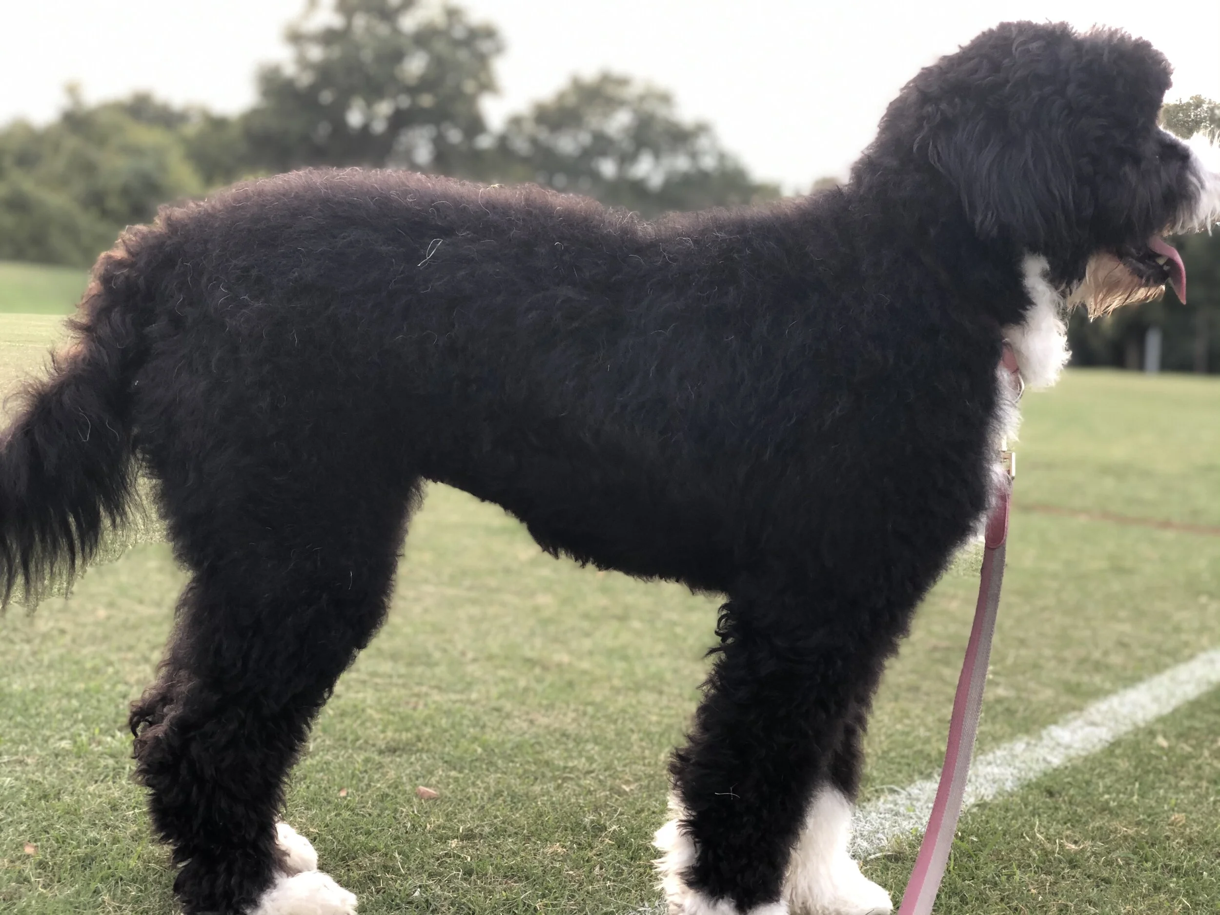Bernedoodle dog Bernese mountain dog doodle bicolor tricolor puppy poodle family