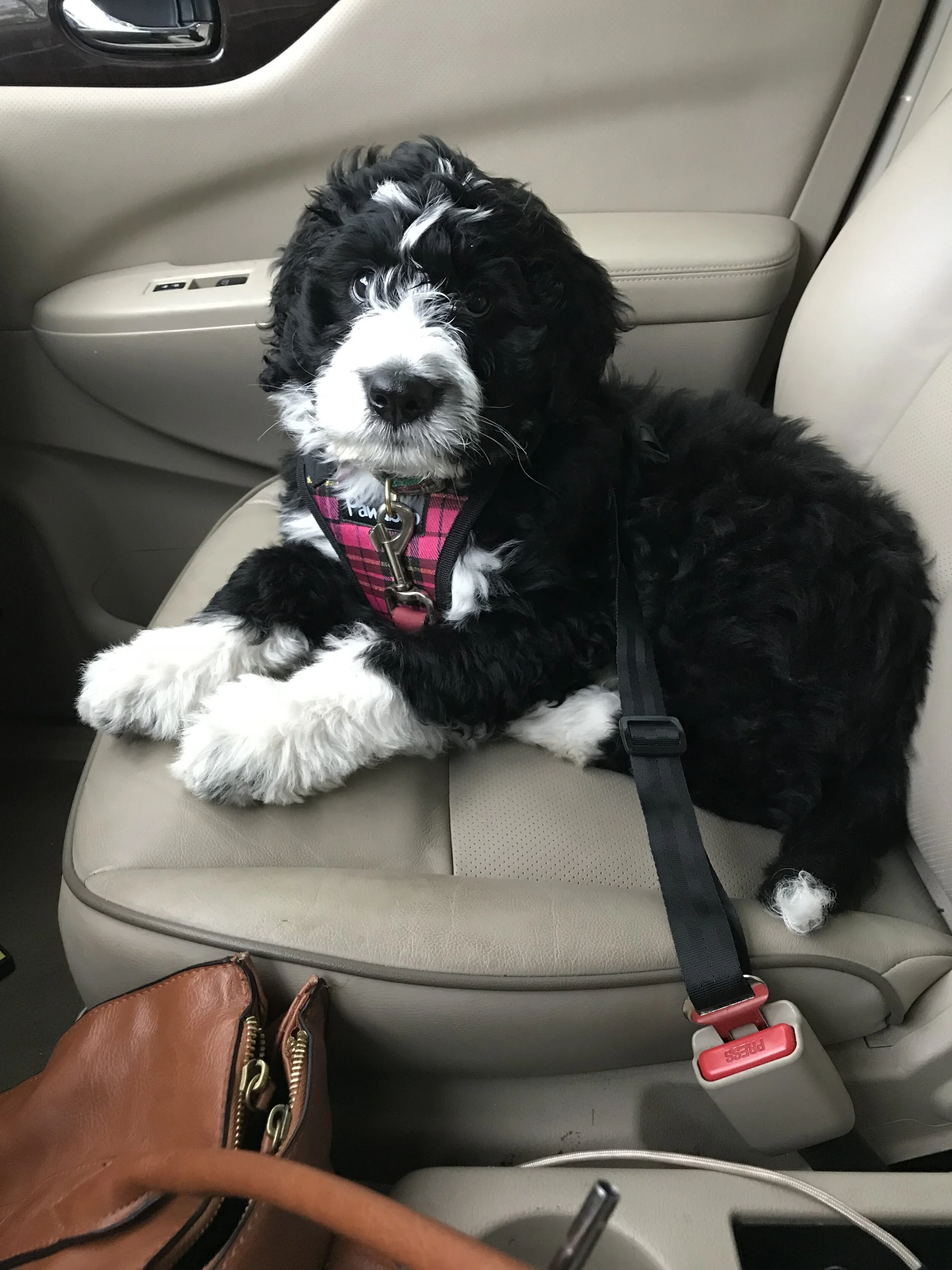 Bernedoodle dog Bernese mountain dog doodle bicolor tricolor puppy poodle family