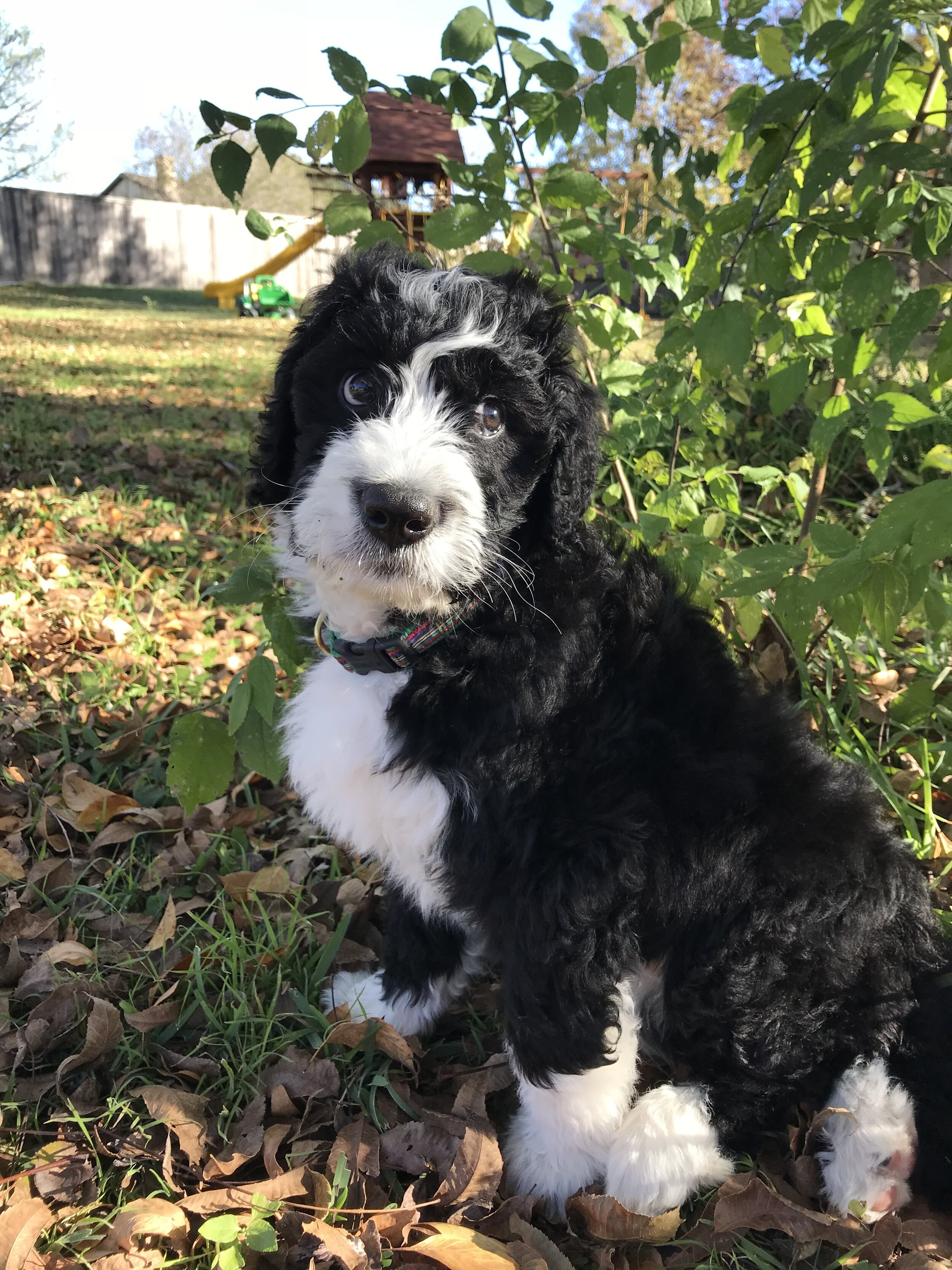 Bernedoodle dog Bernese mountain dog doodle bicolor tricolor puppy poodle family
