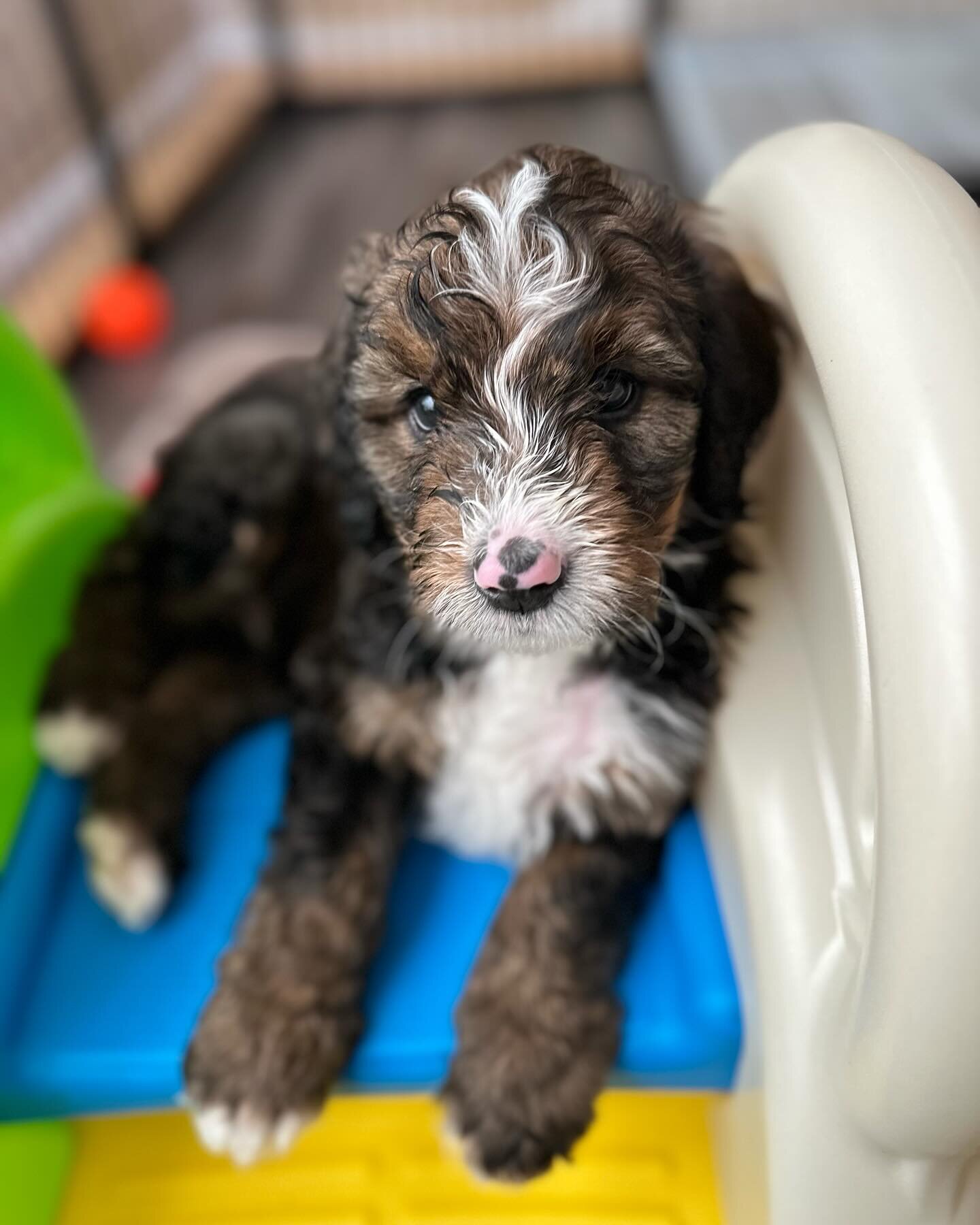 Alder: Full-time King of the Slide 🤴