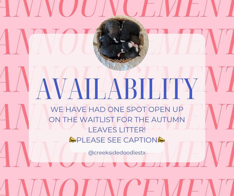 We have had ONE spot open up on the waitlist for the Autumn Leaves litter! This is huge and unexpected news! This litter is &ldquo;Ultra&rdquo; (Reverse F1BB) Bernedoodles (~75% Bernese/~25% Poodles) and will be low shed, wavy coated, 65-85 lb averag