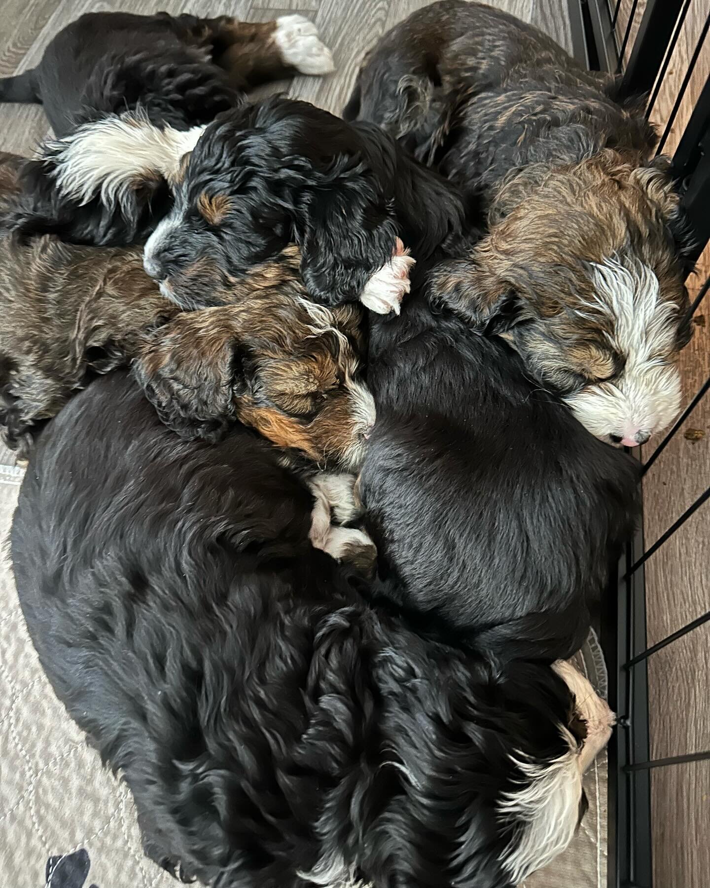 Lest you ever doubt they were pack animals&hellip;.They have a big play area, but when they are done playing it&rsquo;s &ldquo;everybody pile on!&rdquo;