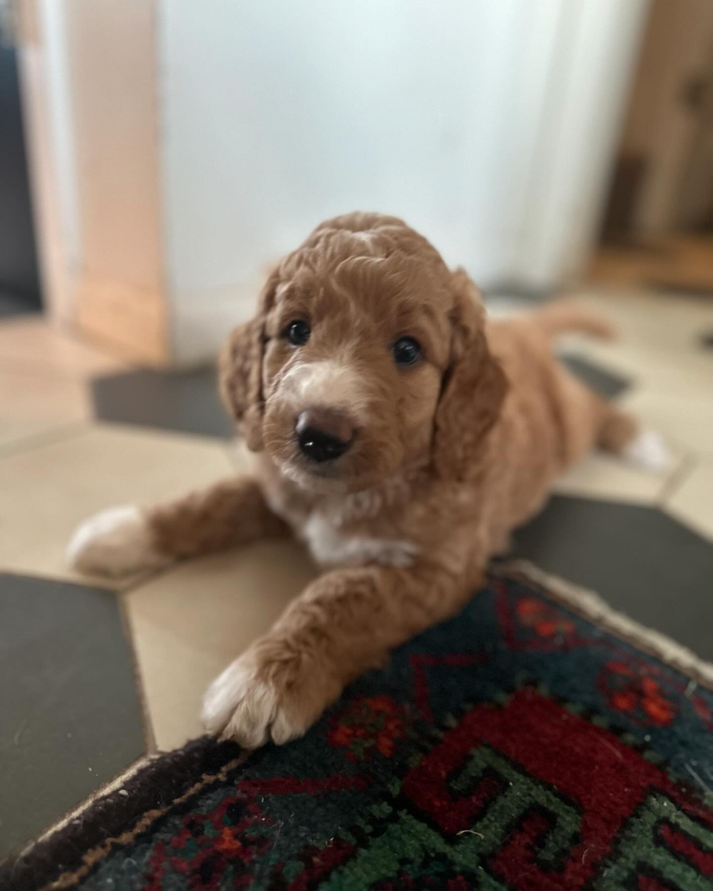 Louis, or Nugget as he has basically been renamed, is classic Bernedoodle! Clever, handsome, and biddable - he loves people but knows when to chill - all wrapped up in a downy-soft apricot blanket!