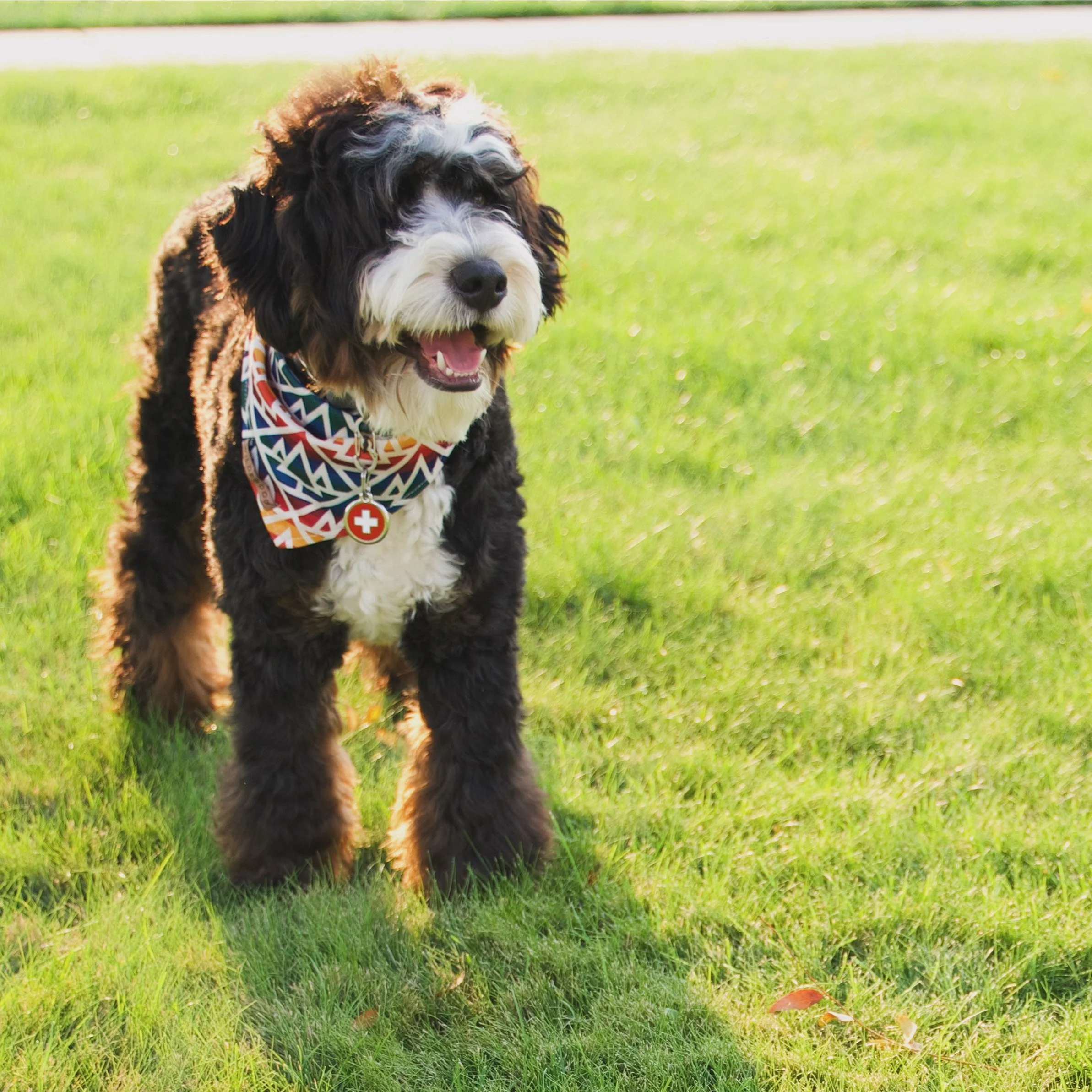 tricolor mini bernedoodle